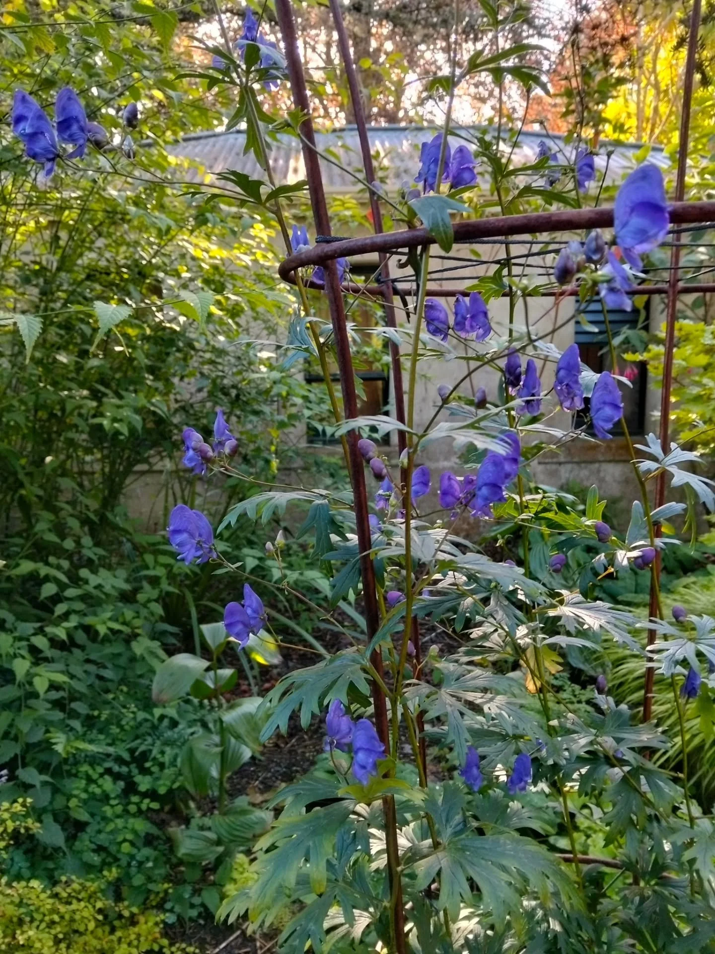 Things on the plant stand @larnachcastle right now, nurtured by yours truly:

Aconitum (species unknown but it needs support)
Hakonechloa macra 'Aureola'
Gladiolus papilio
Gladiolus papilio 'Ruby'
Angelica sylvestris 'Vicar's Mead'
Hydrangea aspera V