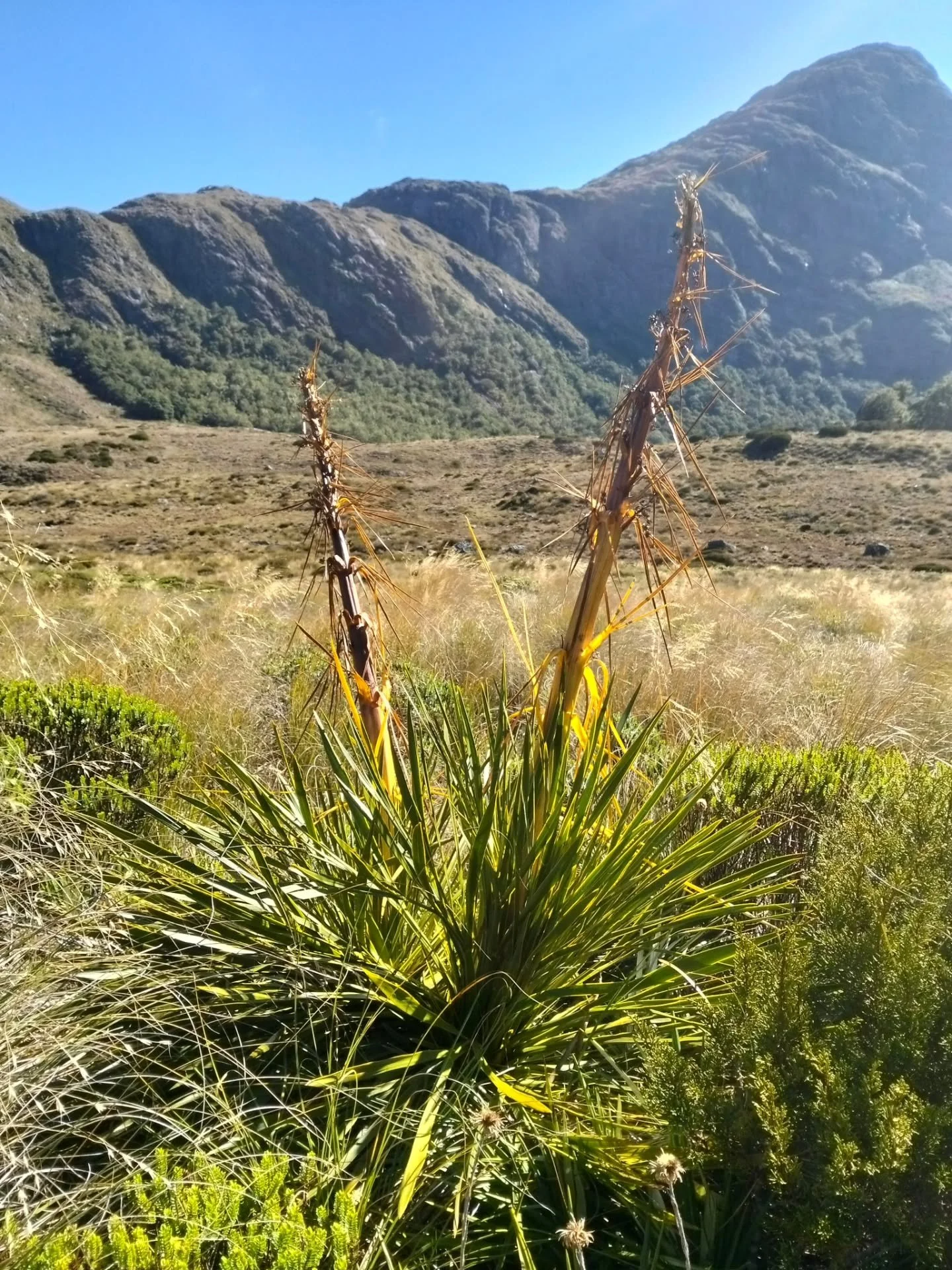 Botanising trackside up the Greenstone and Caples valleys this week! Aciphylla, Celmisia, Hoheria (just finished flowering 😥) and berries in all the colours on the Coprosmas. Lots of titipounamu (riflemen), which I think have to be the cutest birds 