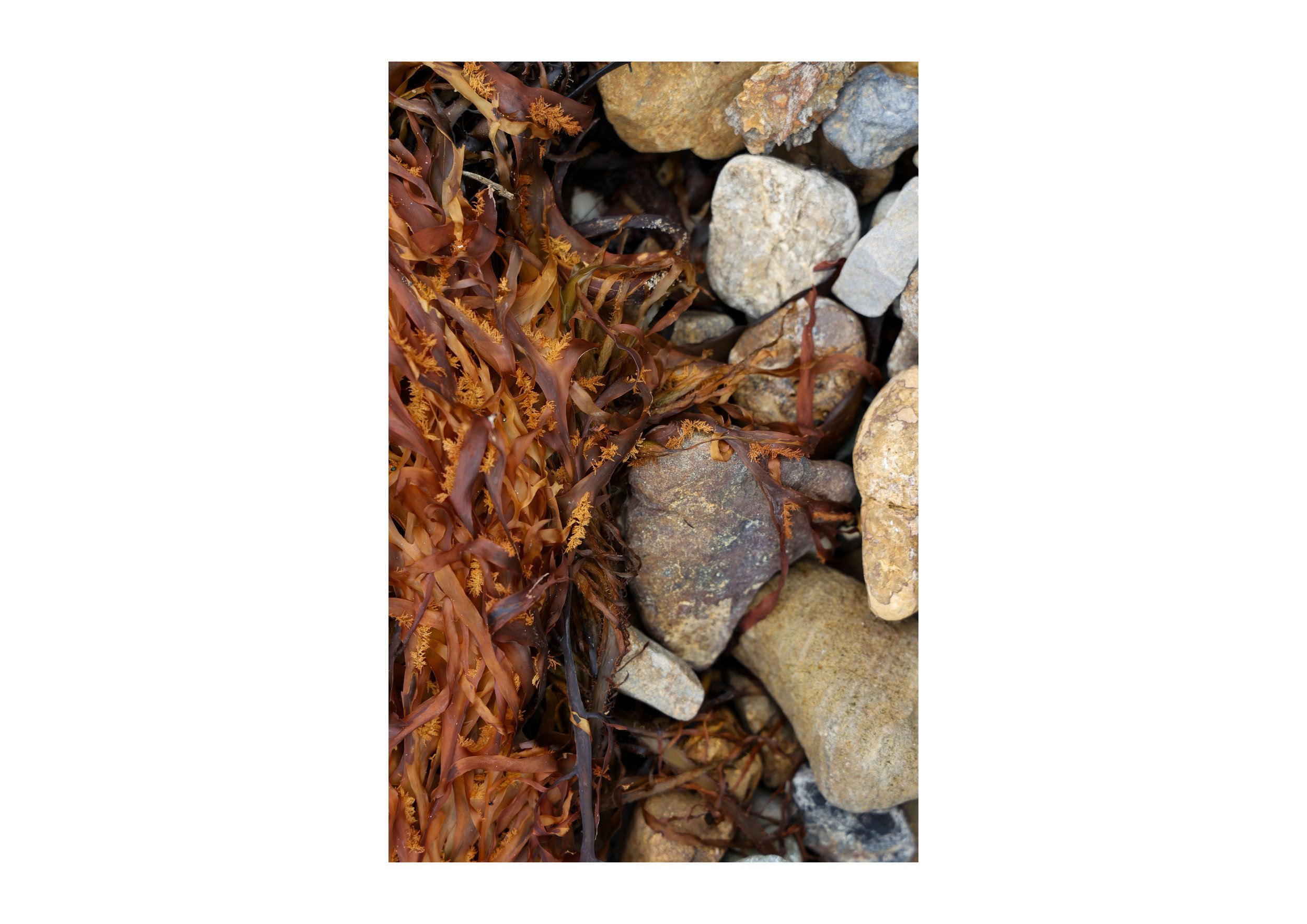 Kelp I.jpg