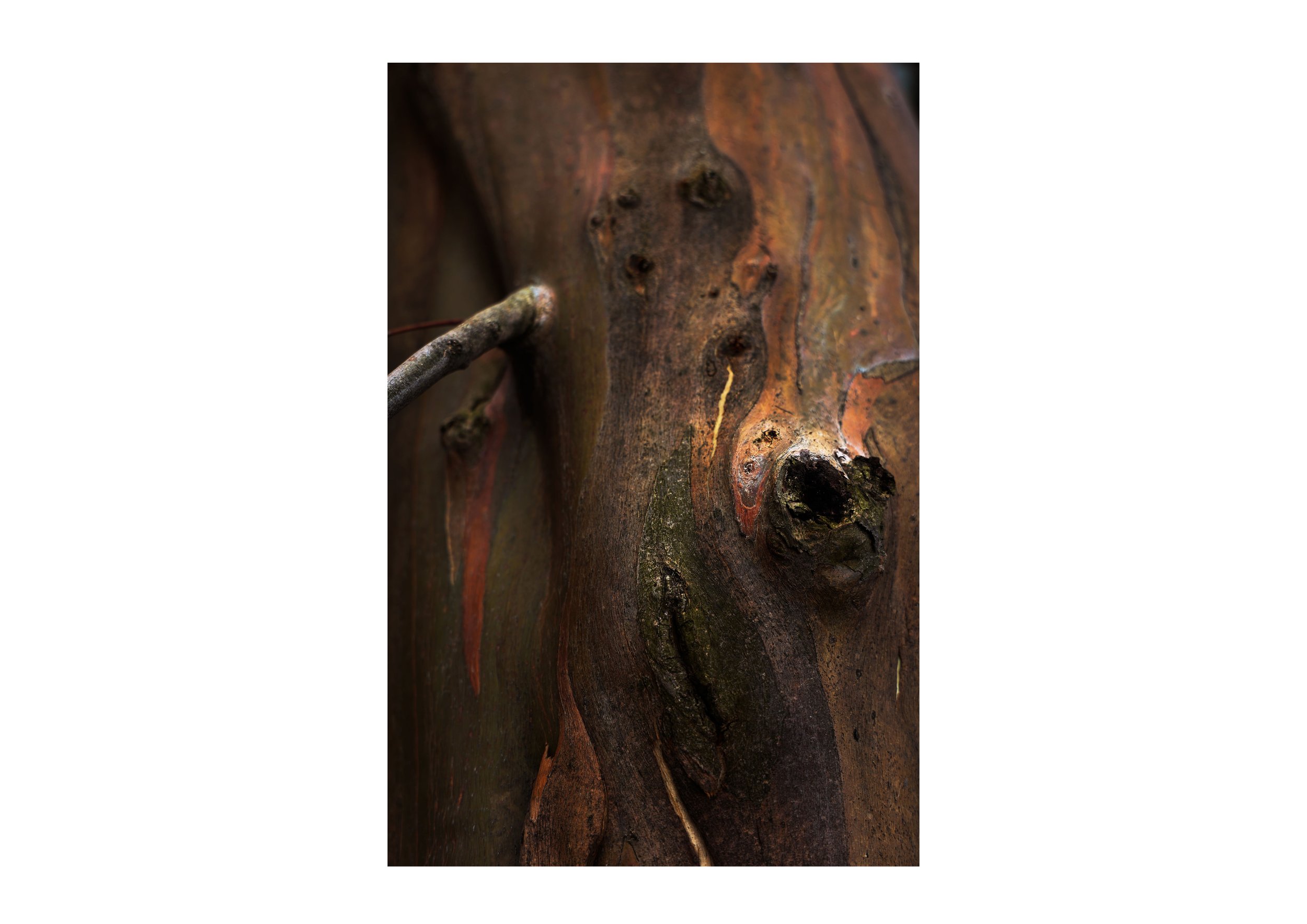 Eucalypt III.jpg