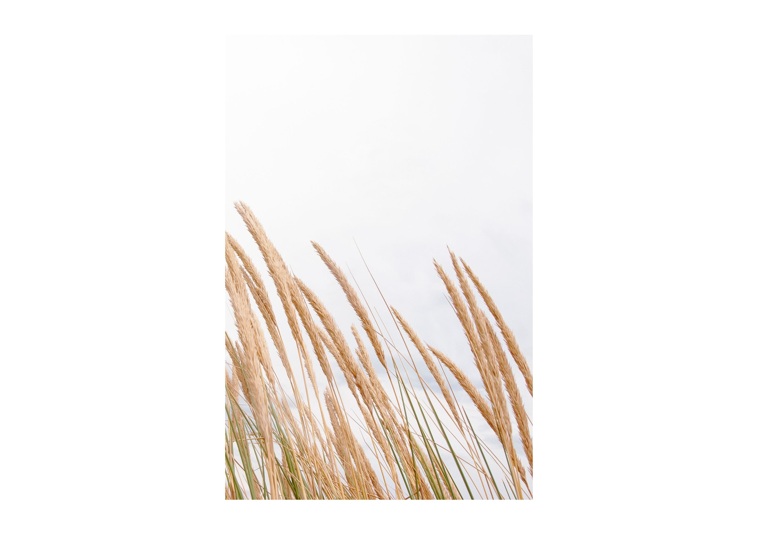 Dunes I.jpg