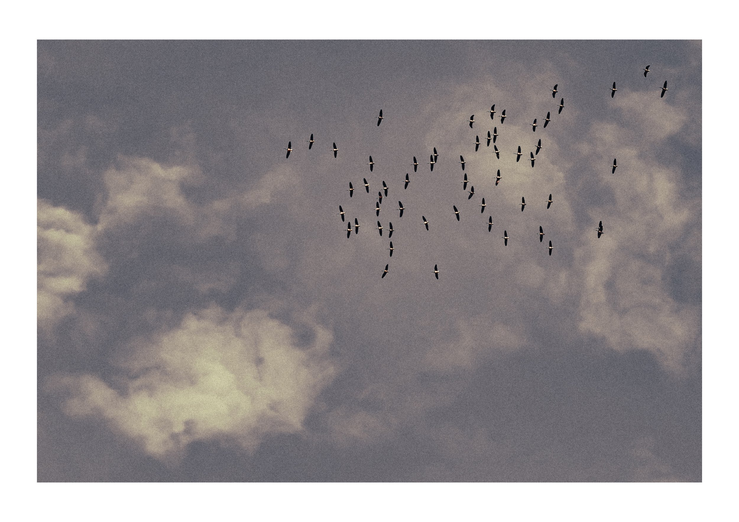 Flock.jpg