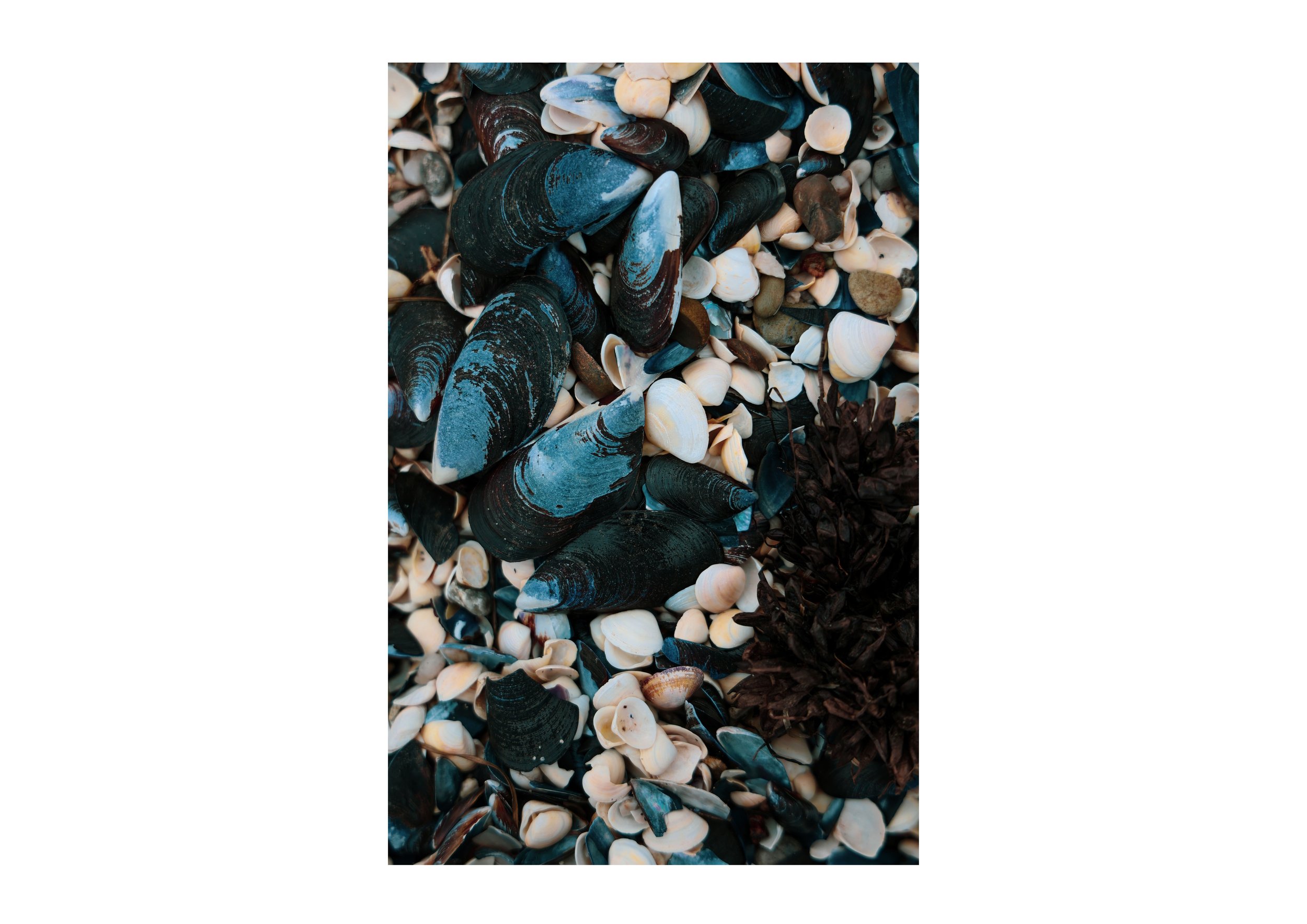 Cobalt Mussels.jpg