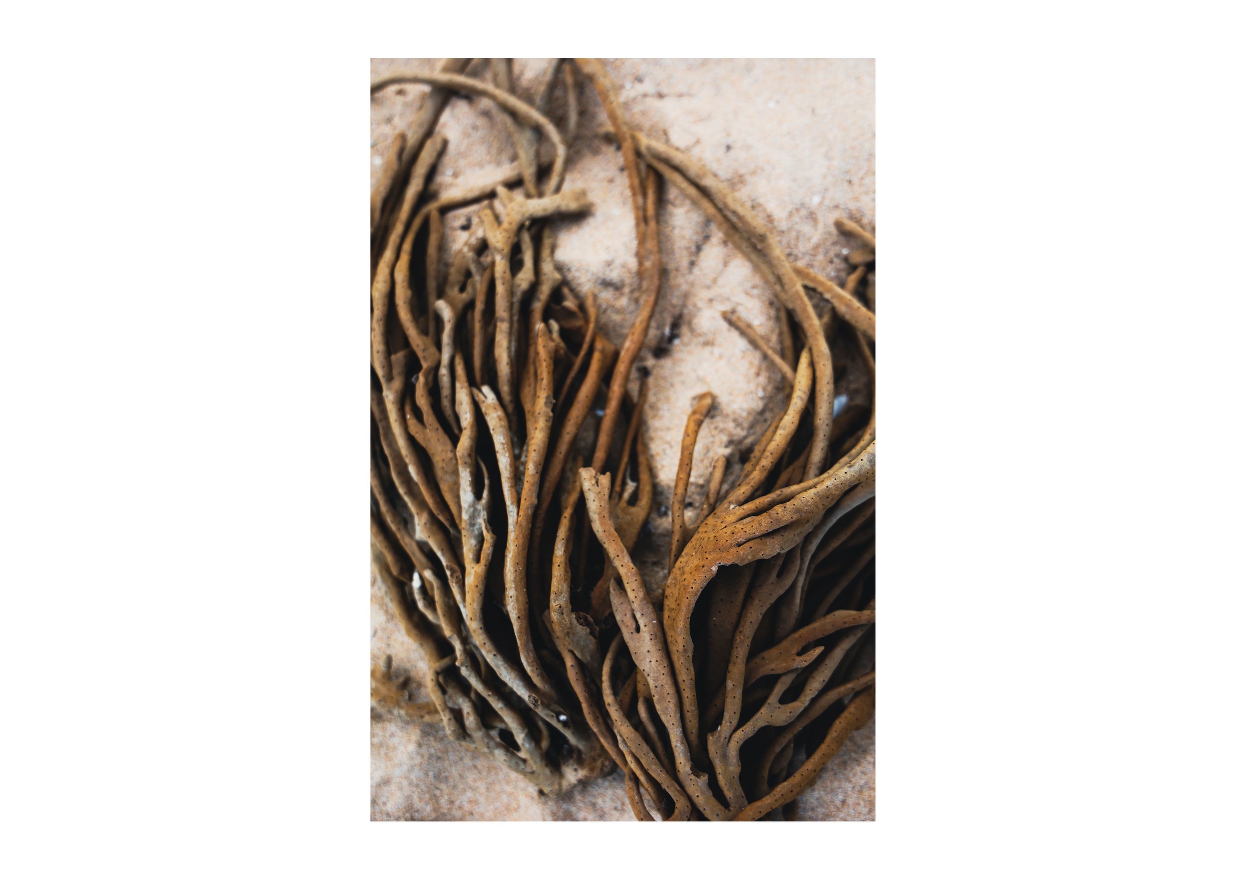 Velveteen Kelp.jpg