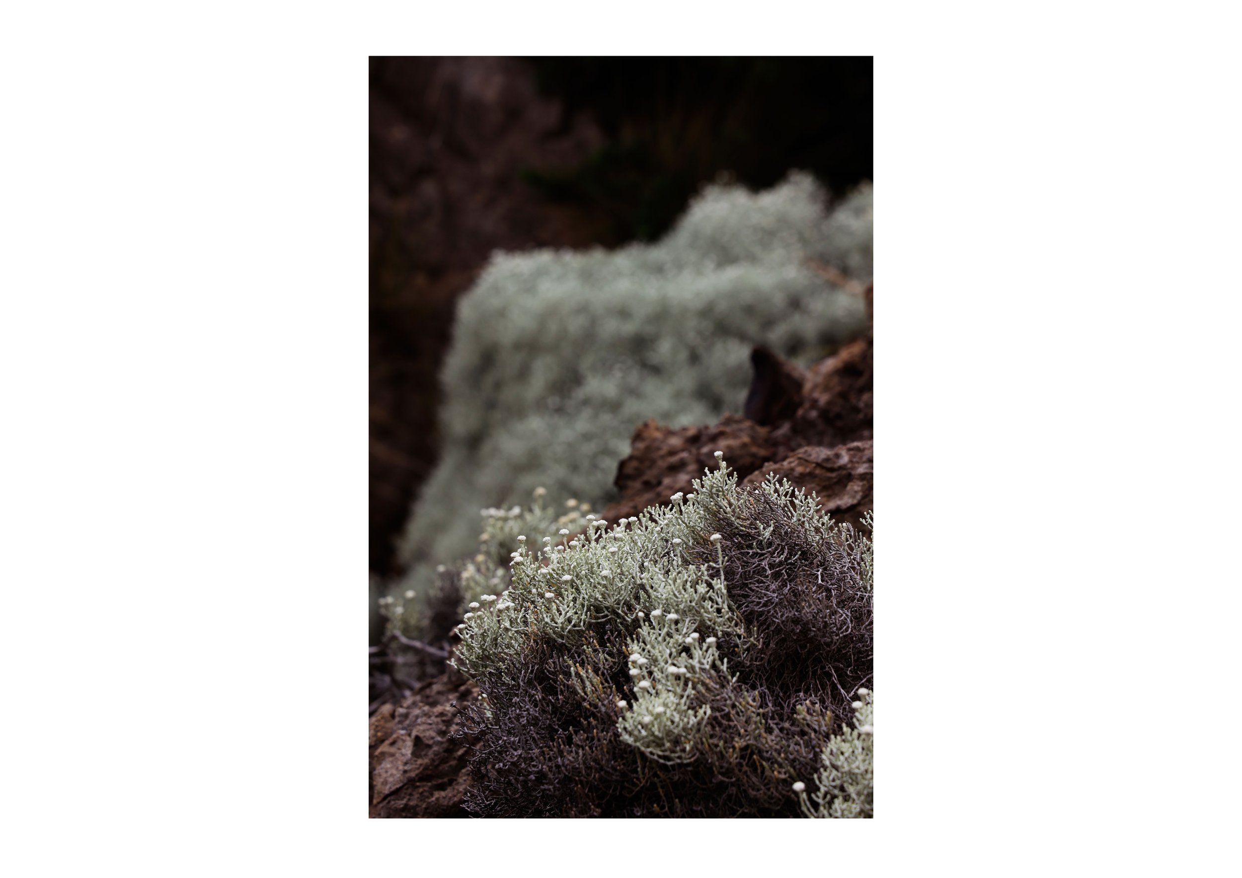 Sea Carpet.jpg
