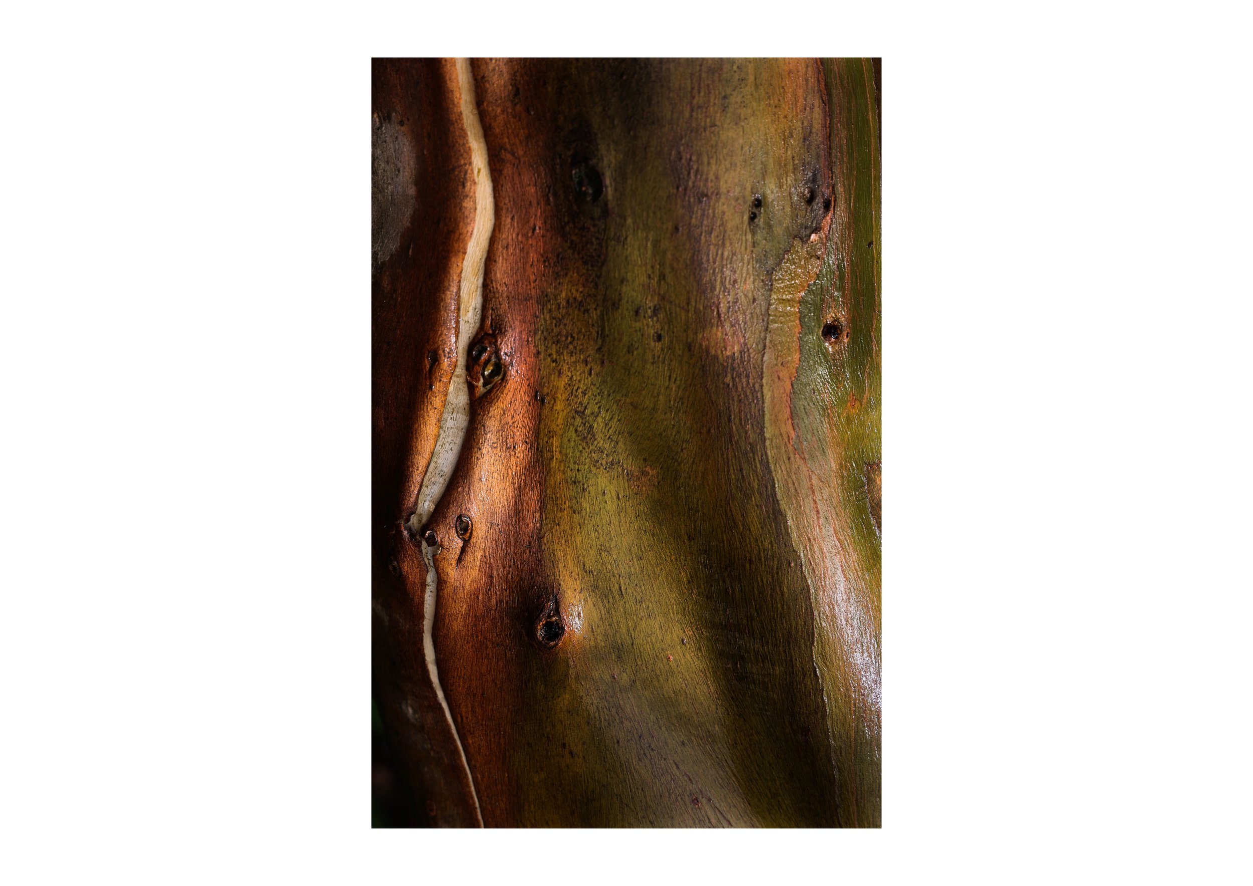 Eucalypt I.jpg