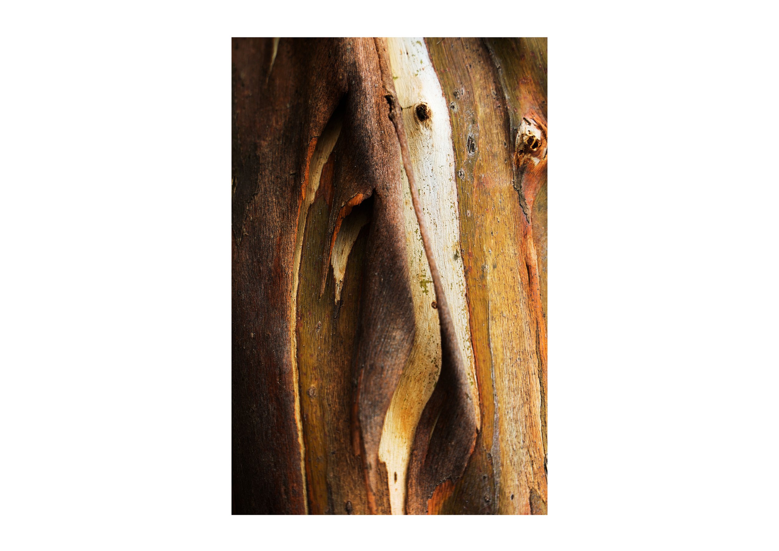 Eucalypt II.jpg