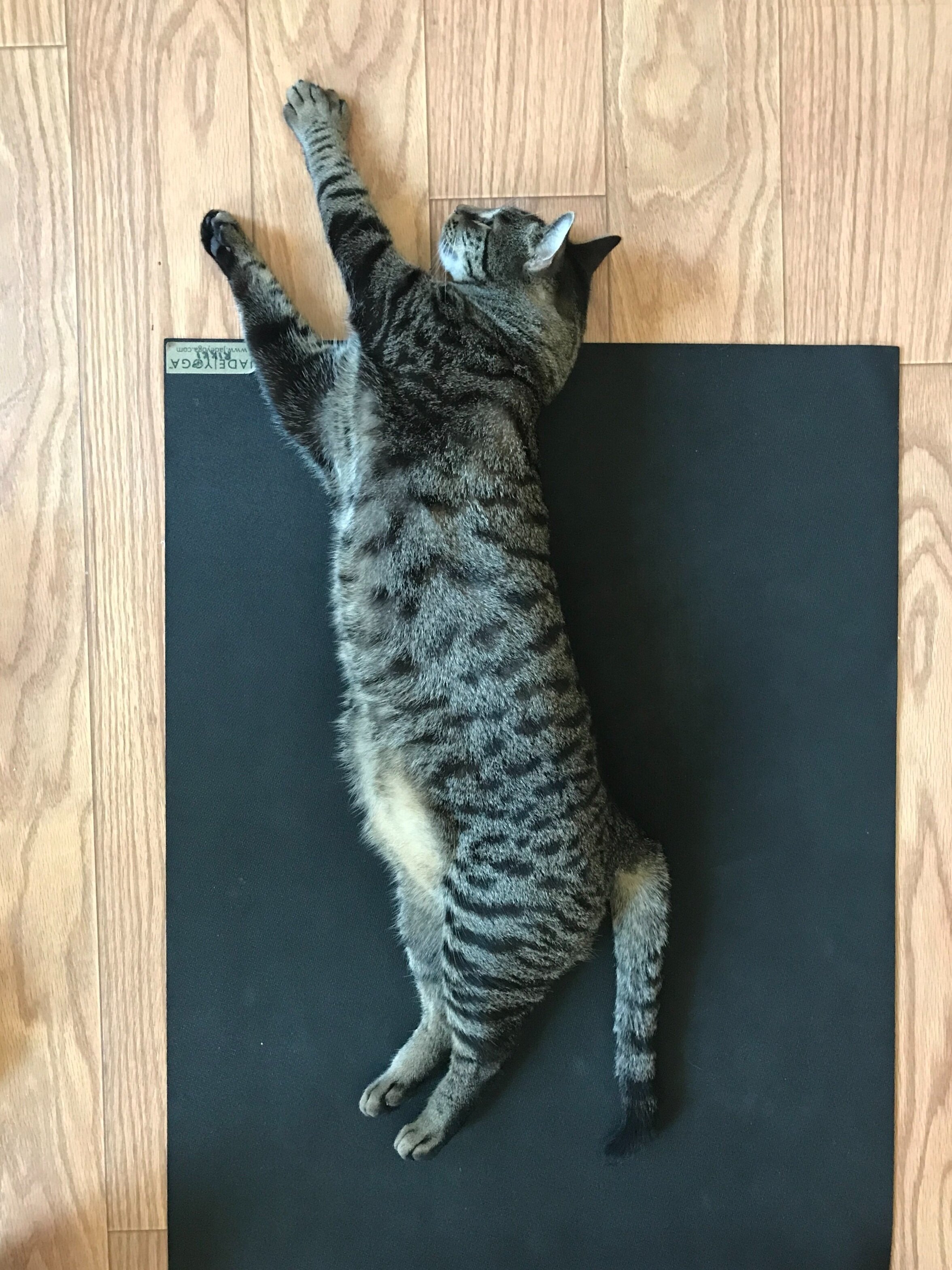 A tabby cat lying stretched out on a yoga mat