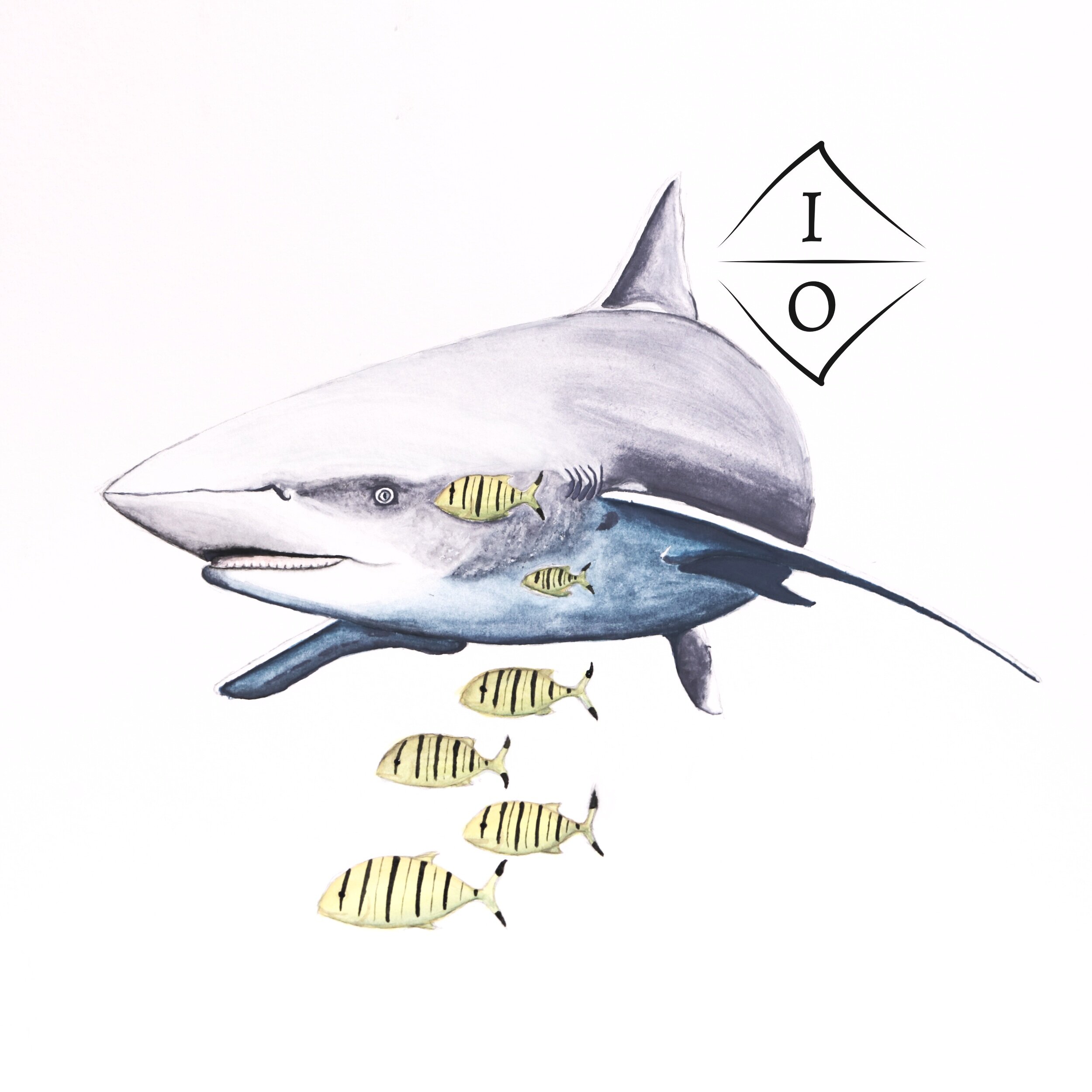 Shark+with+Ts.jpg