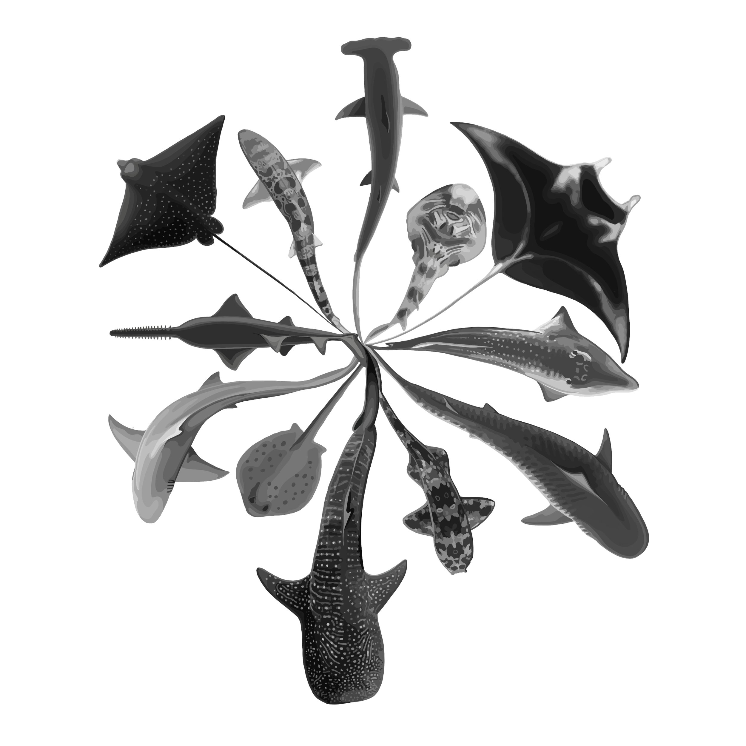 Fin'spiration.jpg