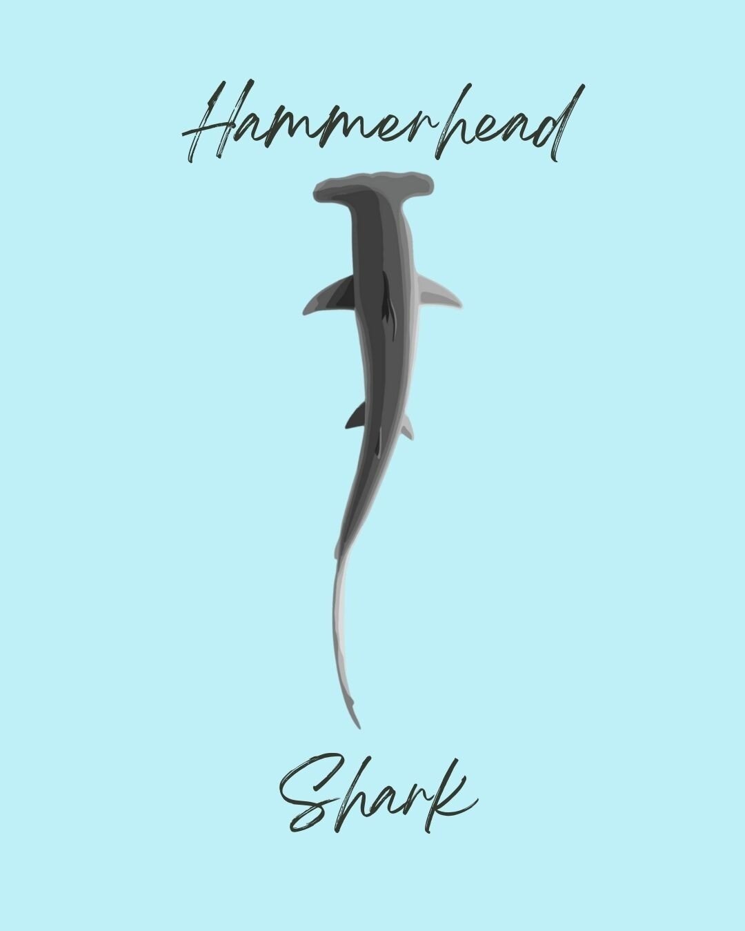 Let's find out how cool Hammerhead sharks are... 🦈😎

Give us a shout if you have see one!  And tell us all the details PLEASE!!