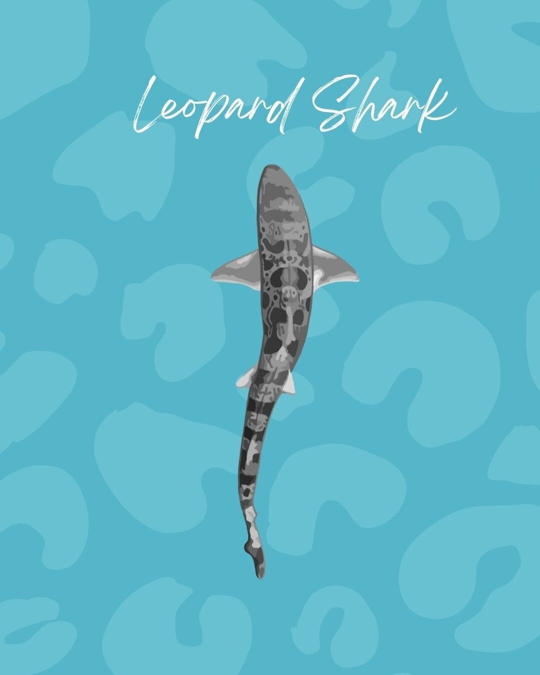 Leopard Sharks! Lets find out more about these fashionable creatures! 🐆🦈

Other than they are always in style! 😆