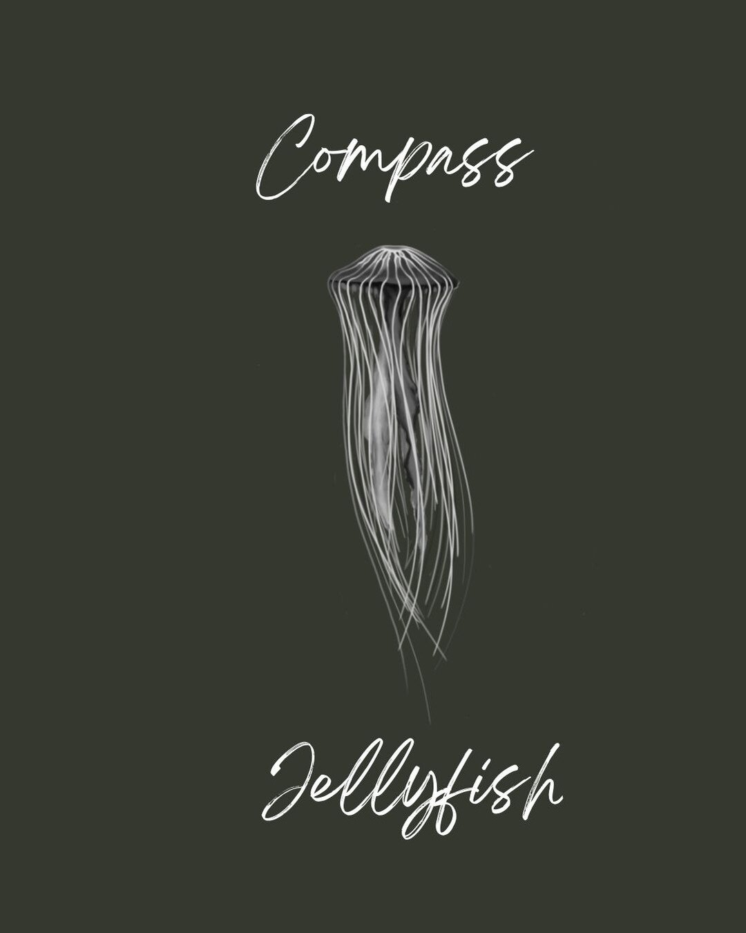 Do you think Compass Jellyfish can help you navigate? Lets find out!