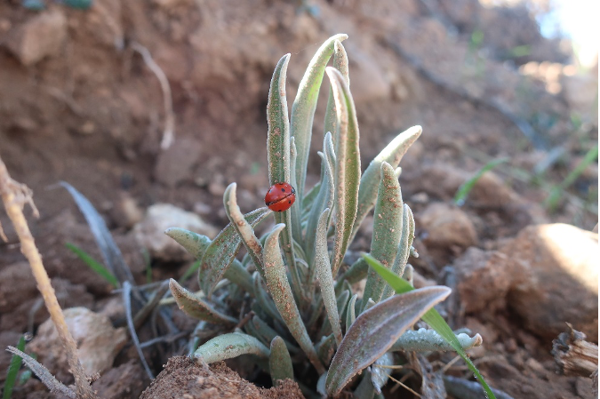 Signs of beneficial fauna attracted by planted hedges