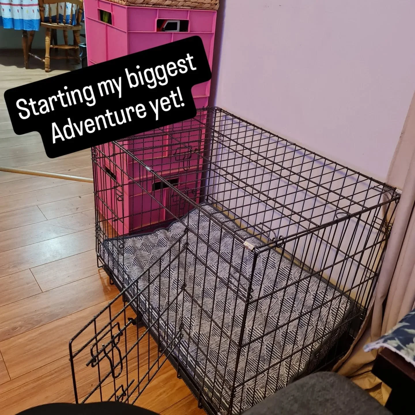 What a fun few months it's been. I got to meet Rocket for the first time at 4 weeks old, I knew at once I'd be taking him home. 
Getting the house puppy proof and set up for training success over the following few weeks and before we knew it, it was 