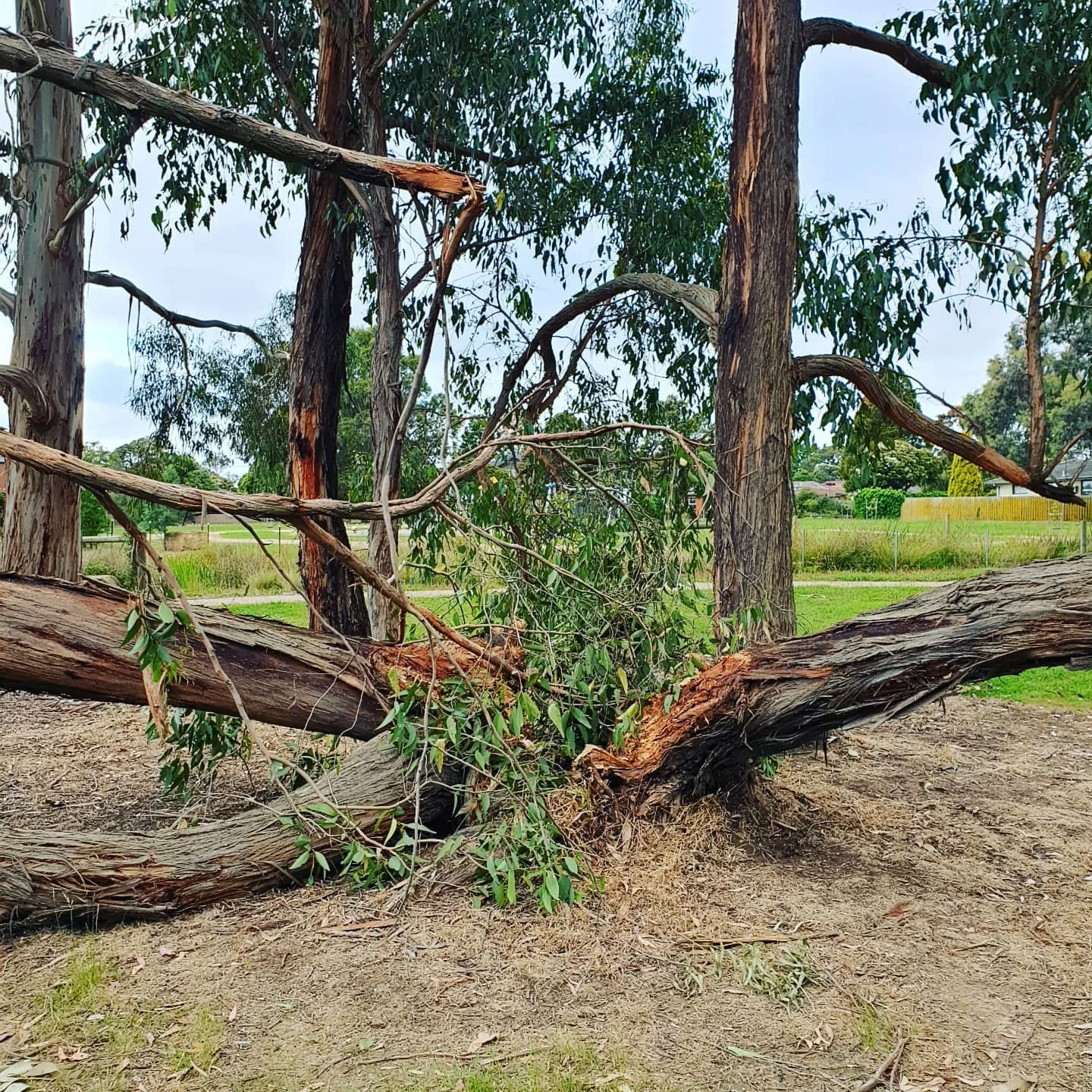 Wondering if this tree was struck by lightning during the storm last week. Spotted it on my walk around the park yesterday afternoon 😊