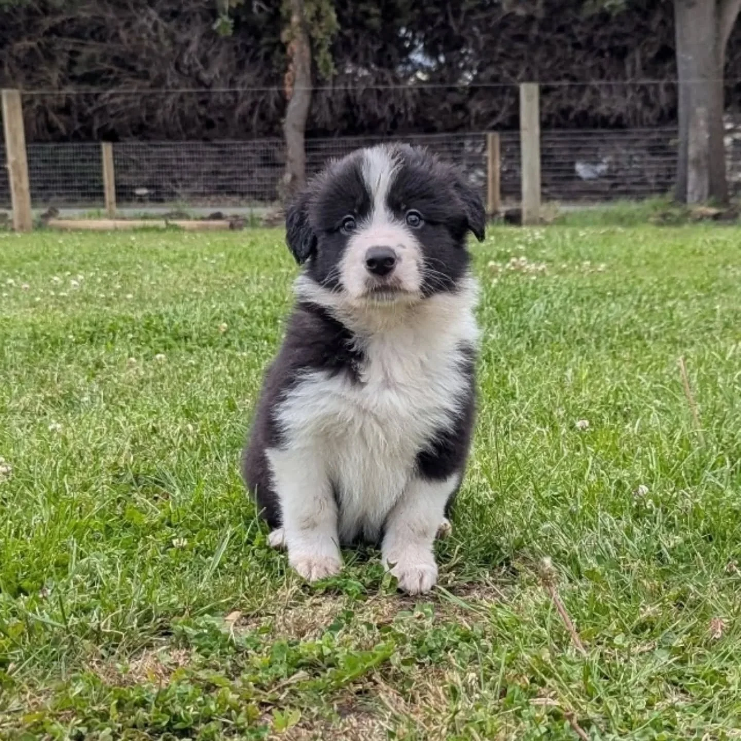 What an adventure 2026 is turning into 🤩
Rocket came home with me on the 21st of December. I surprised my family on Christmas as I hadn't warned them I'd found a puppy. They were so surprised and excited to meet him! 
We've been doing lots of social