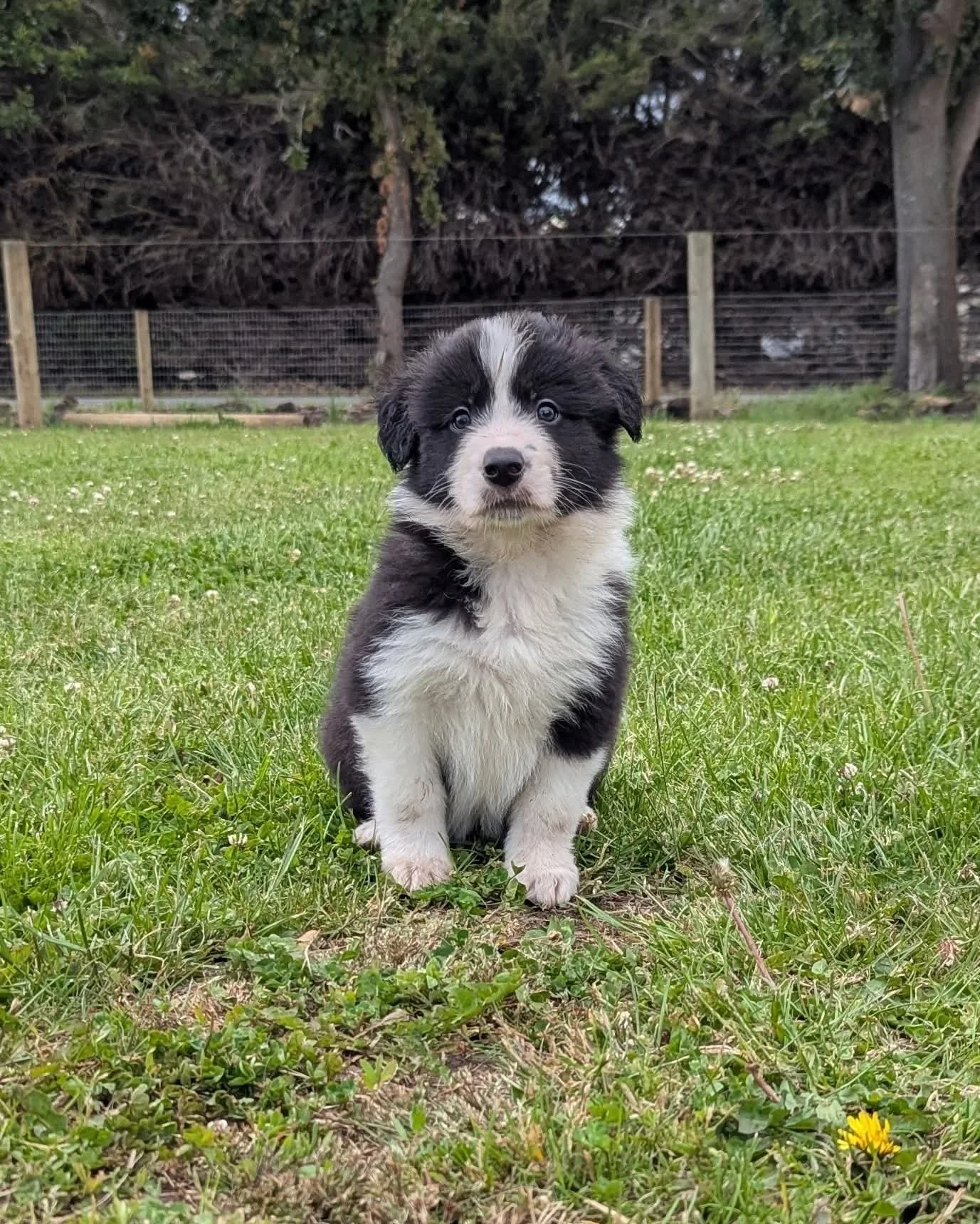 Tips for raising a well-trained and happy puppy