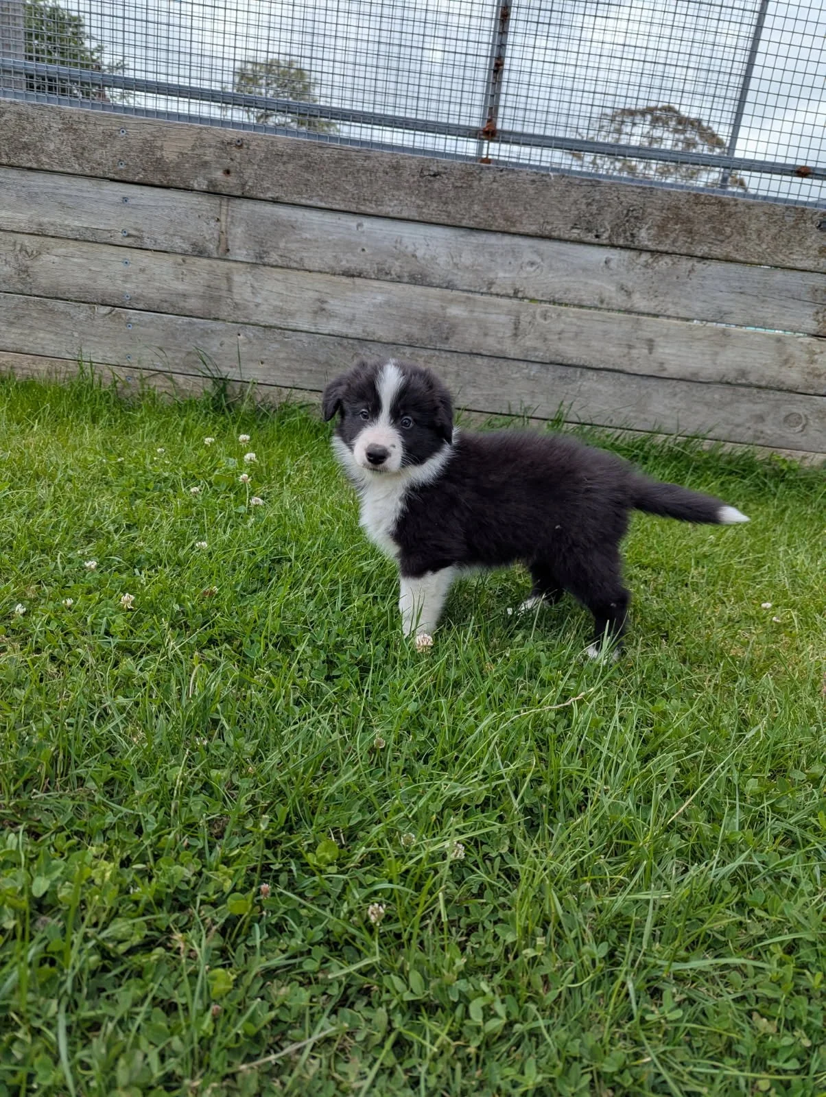 Bringing Rocket home