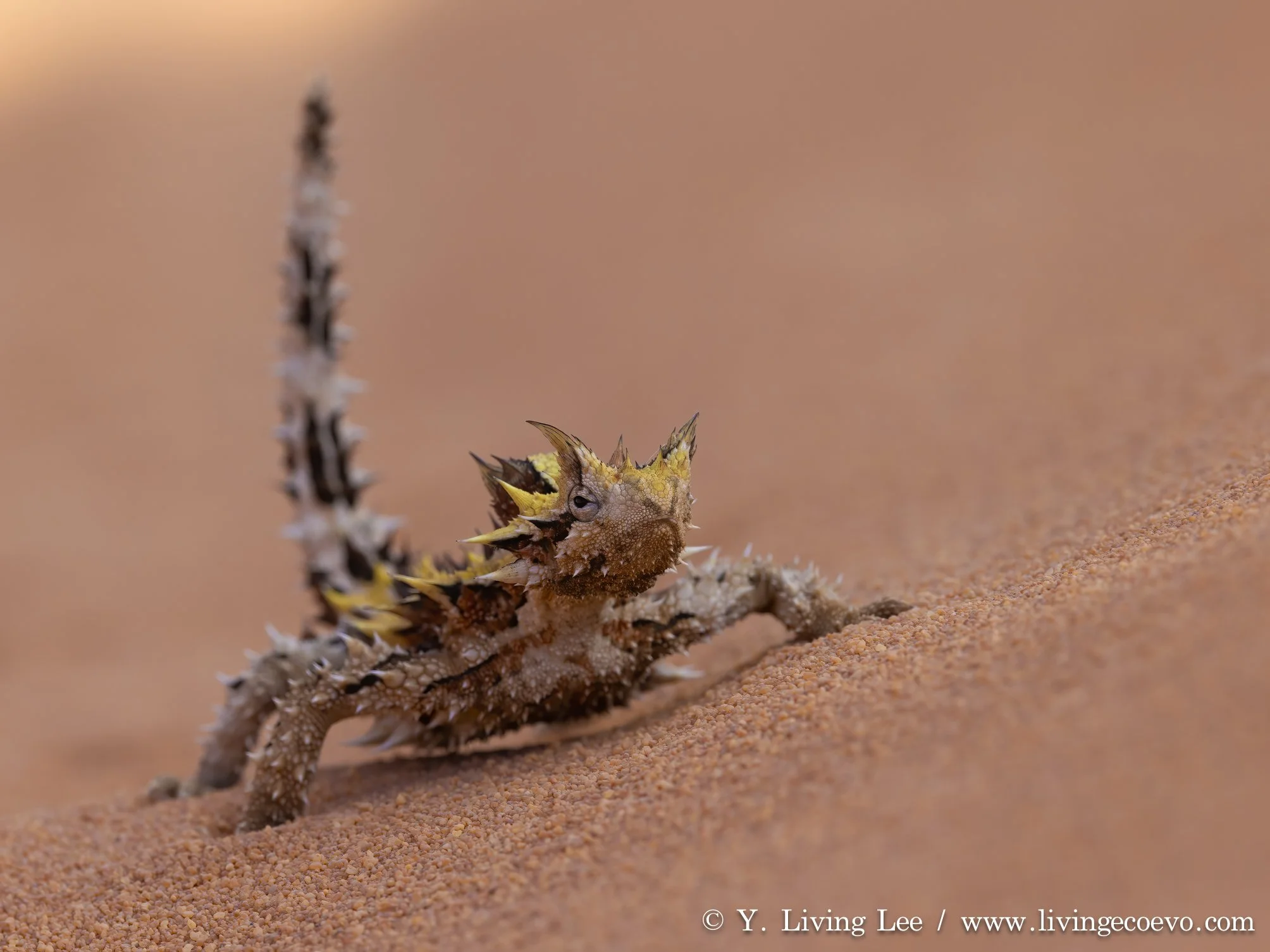 Thorny devil (Moloch horridus) @ WA, Shark Bay