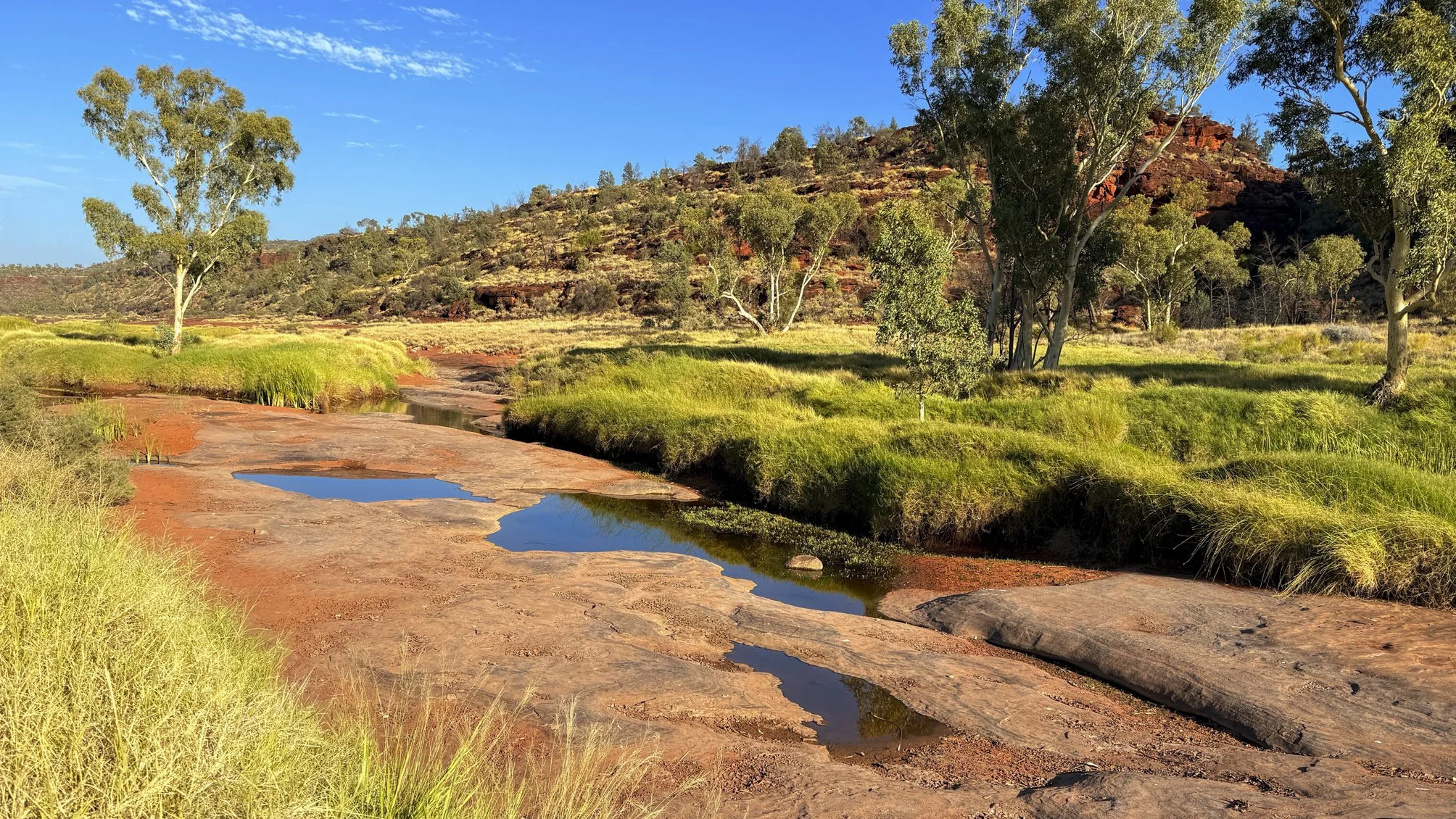 Riverine habitat of Helea ingens @ NT, Palm valley