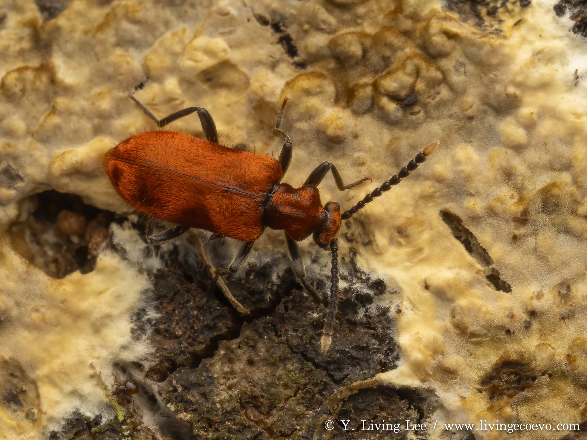 Anthicidae (Lemodes coccinea) @ ACT, Tidbinbilla