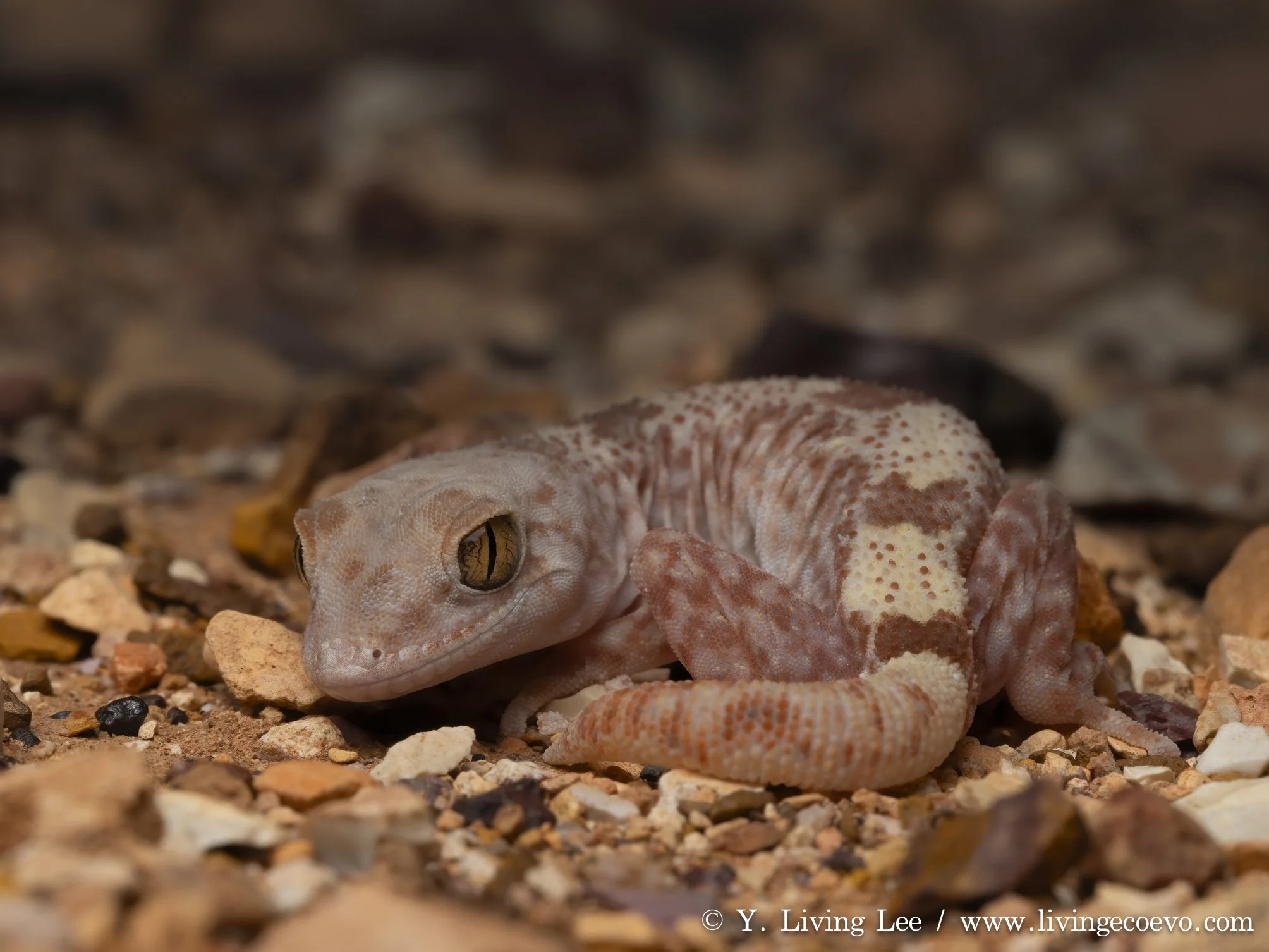 Giber gecko (Lucasium byrnei) @ SA, Coober Pedy