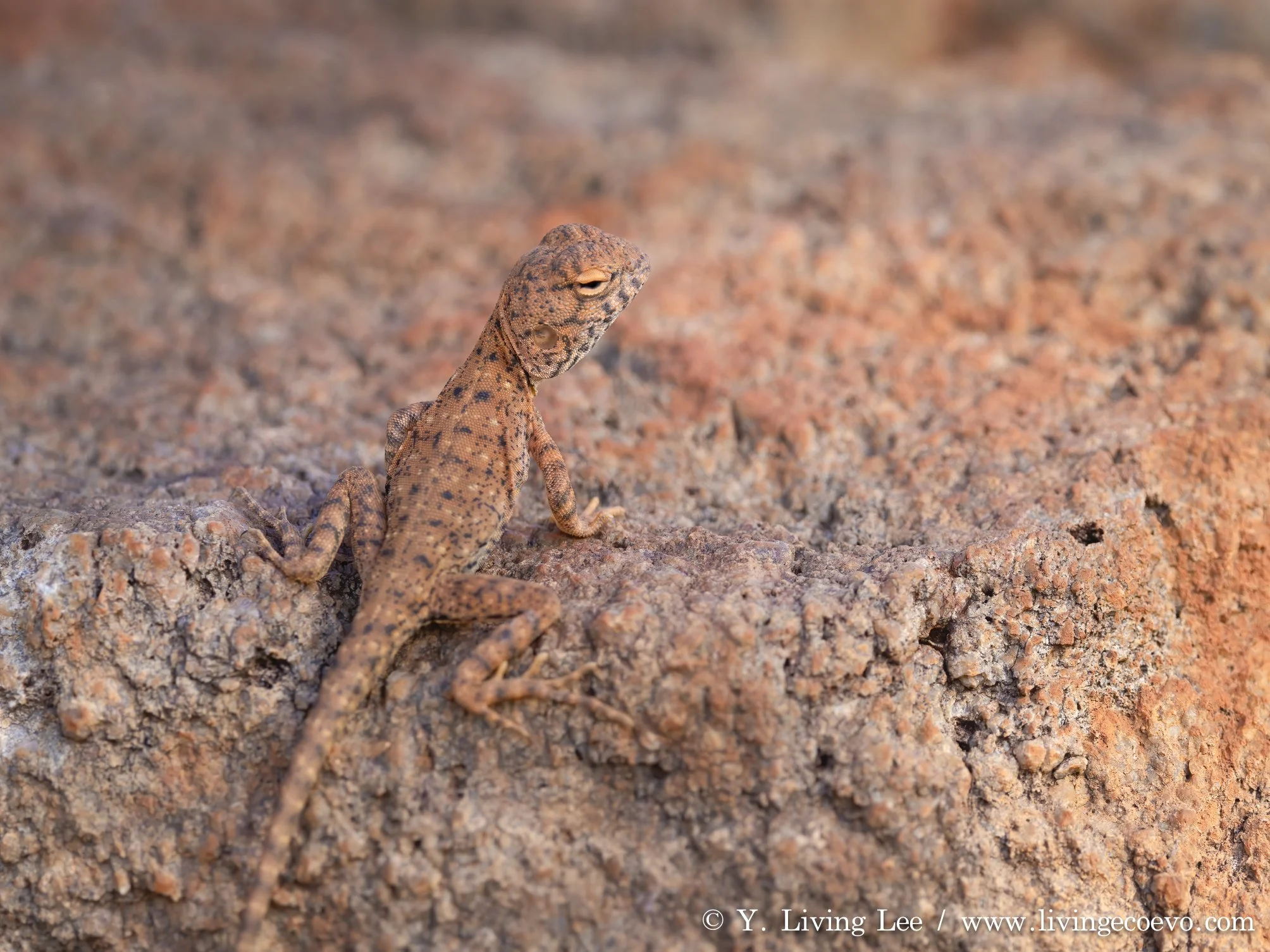 Slater's ring-tailed dragon (Ctenophorus slateri) @ WA, Halls Creek