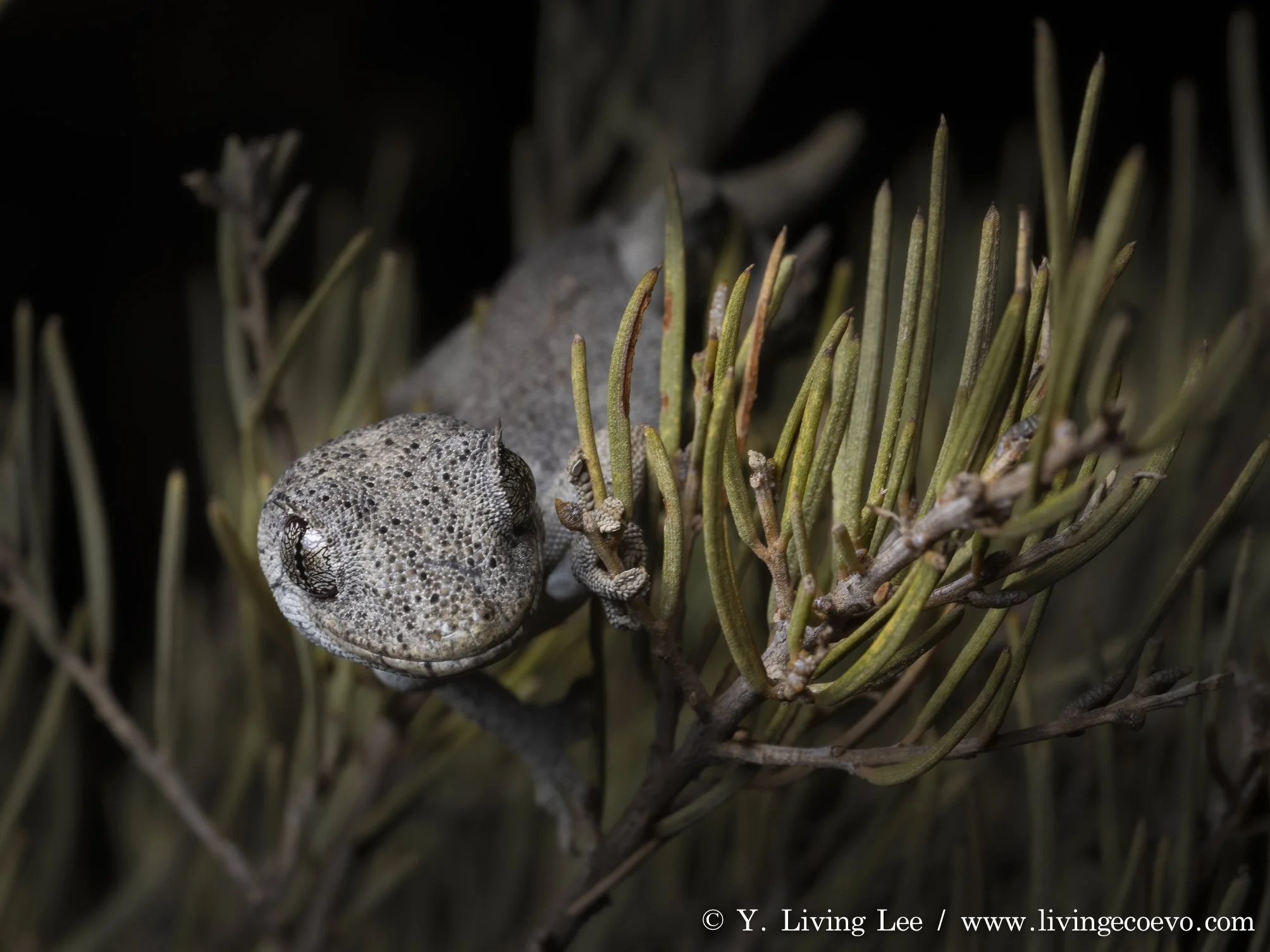 Southern spiny-tailed gecko (Strophurus intermedius) @ SA, Kulgera