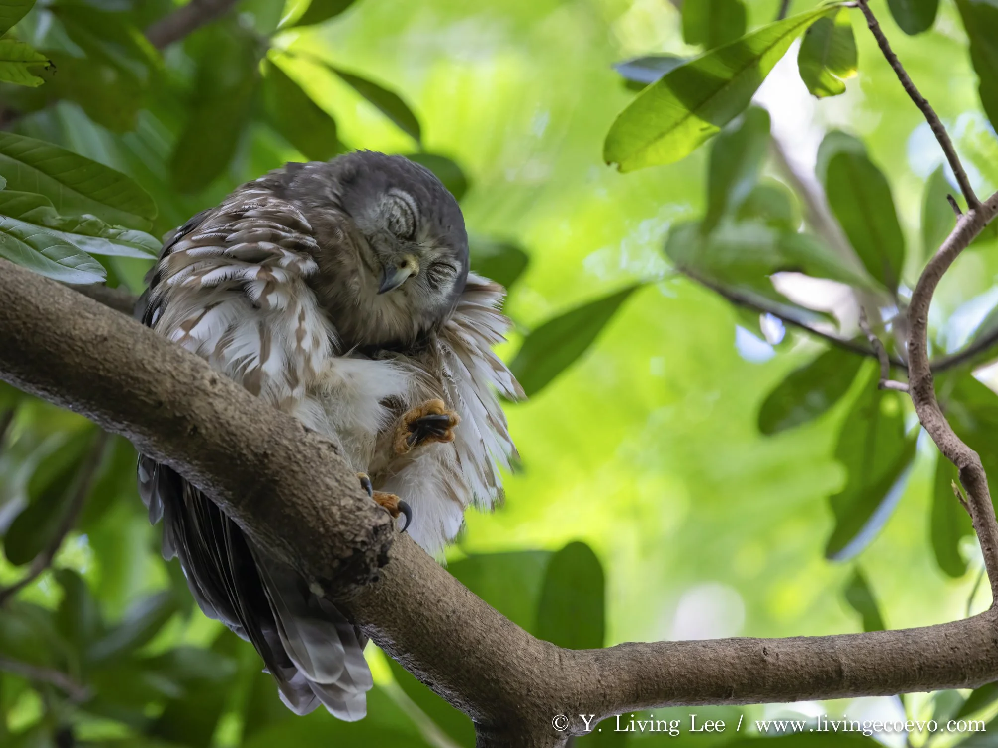 Barking owl (Ninox connivens) @ NT, Darwin