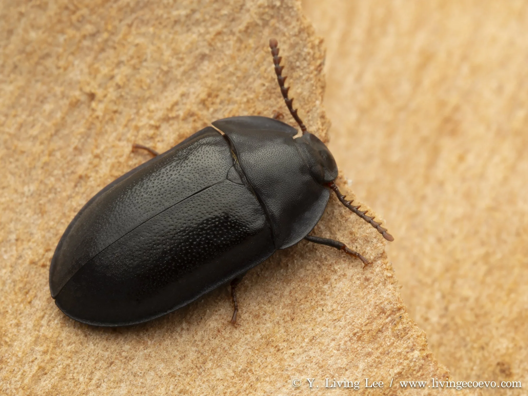 Pterohelaeus sp. (serrated antennae, undescribed) @ ACT, Black mountain