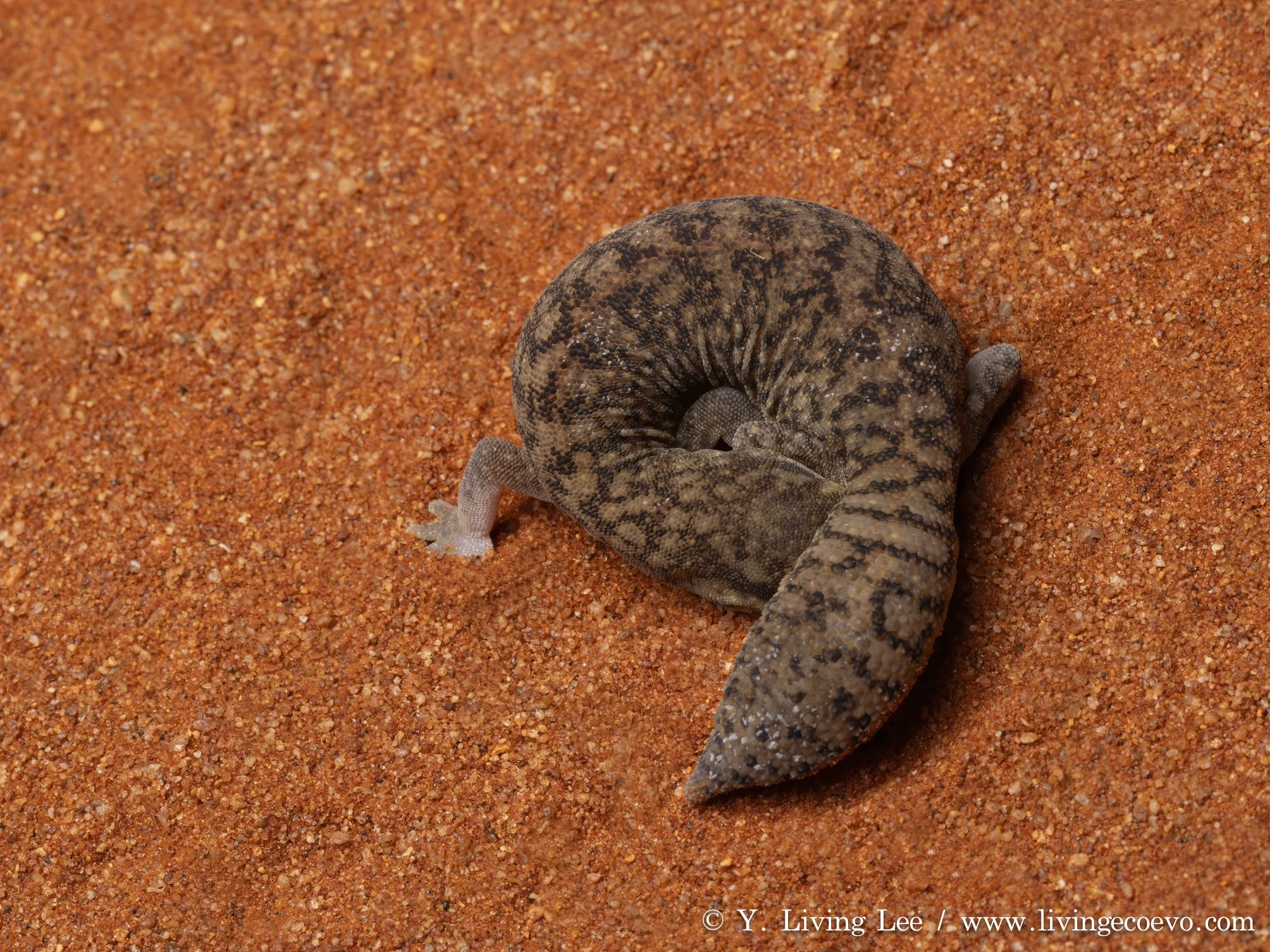 Desert fat-tailed gecko (Diplodactylus laevis) in defensive posture @ NT, Yulura