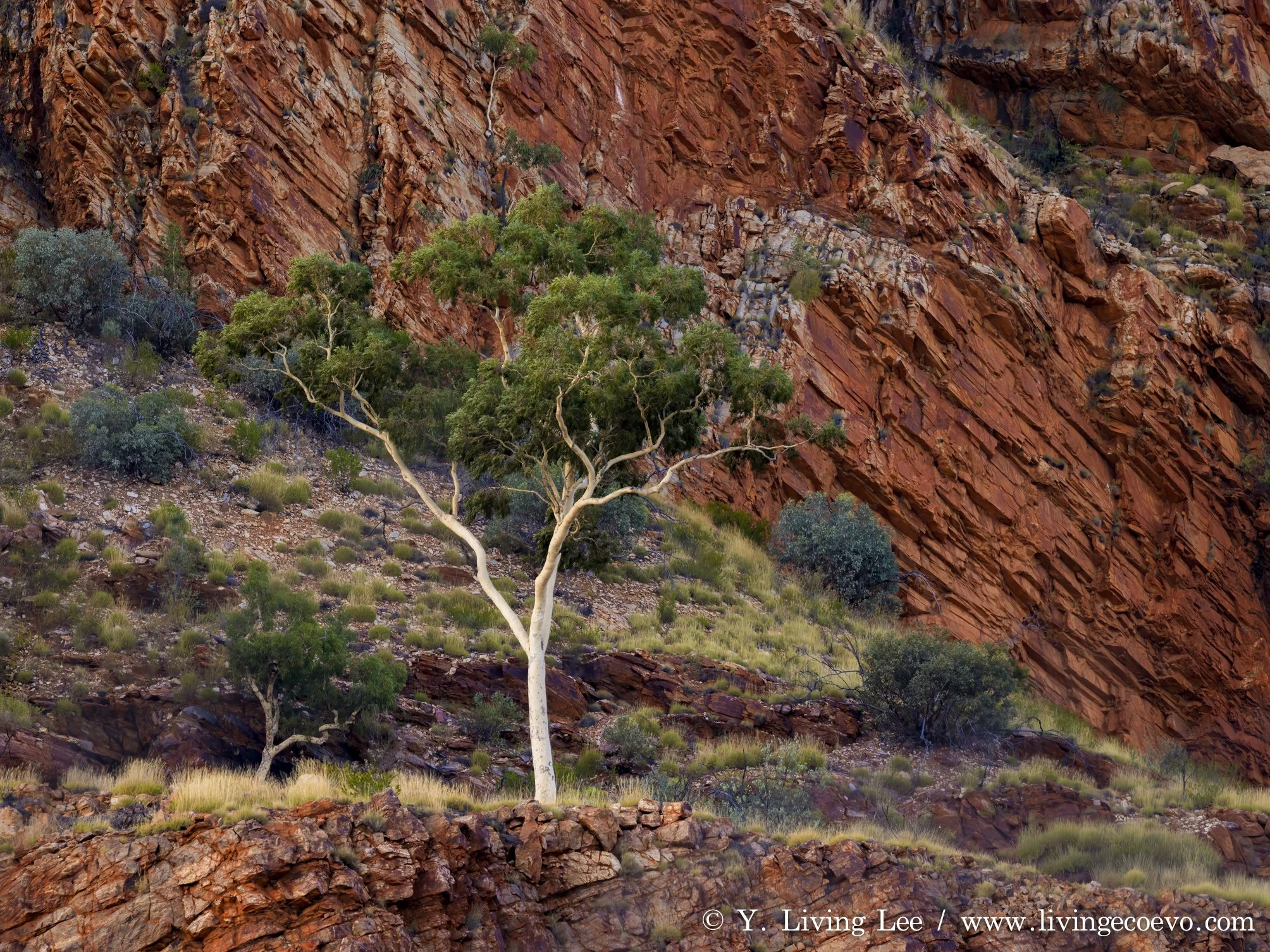 Ghost gum (Corymbia aparrerinja) @ NT, West MacDonnell Range, Ormiston Gorge; Whistling ghost gum, silent red cliff, valley of the wind.