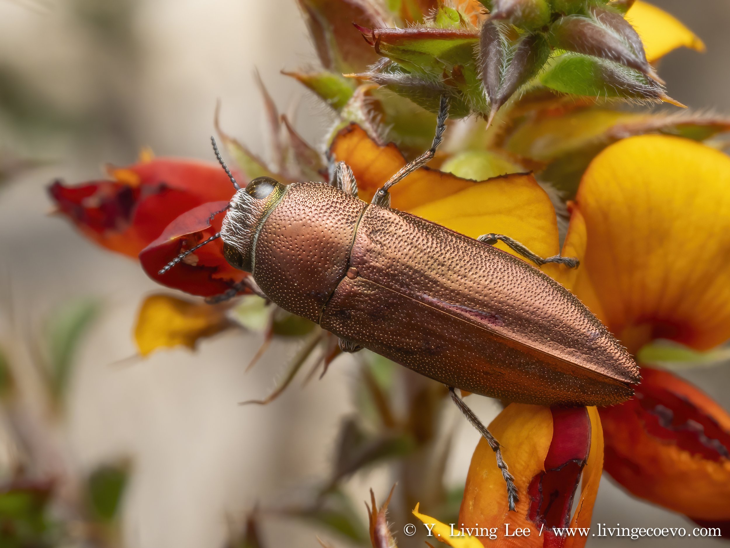 Buprestidae (Melobasis propinqua) @ ACT, Aranda bushland, on small Dillwynia bush
