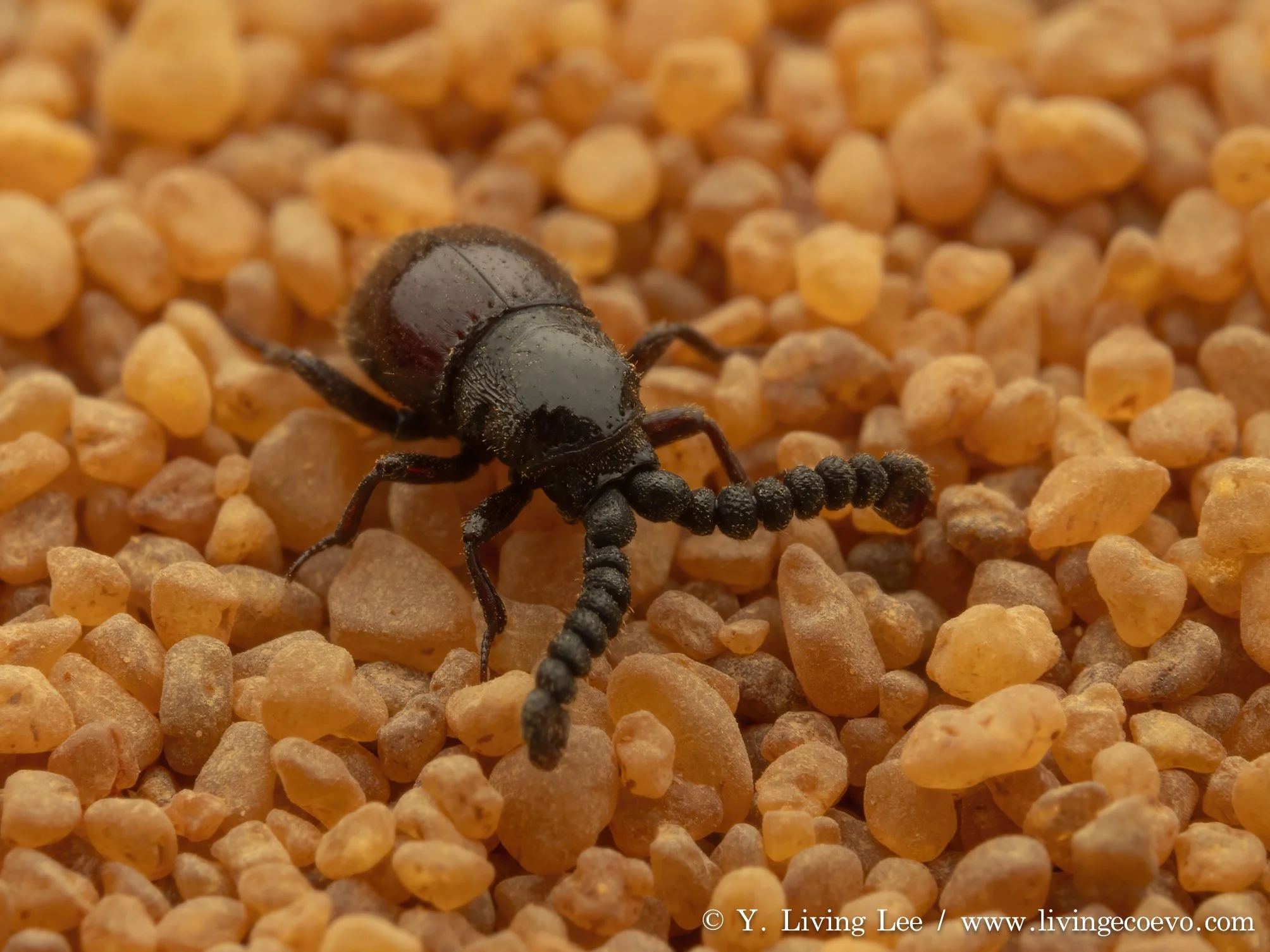 Ptinidae (Polyplocotes antennalis) @ WA, Shark Bay