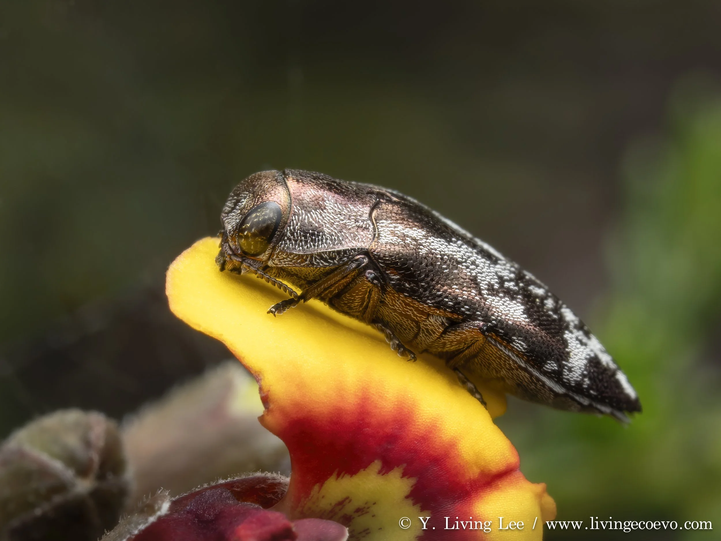 Buprestidae (Diphucrania acuducta) @ ACT, Black mountain, E slope