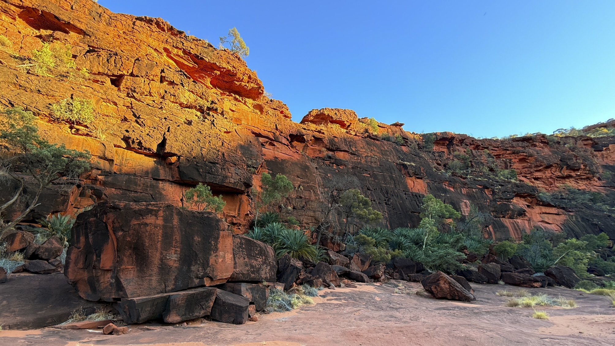 Macdonnell ranges cycad (macrozamia macdonnellii) @ NT, Palm valley