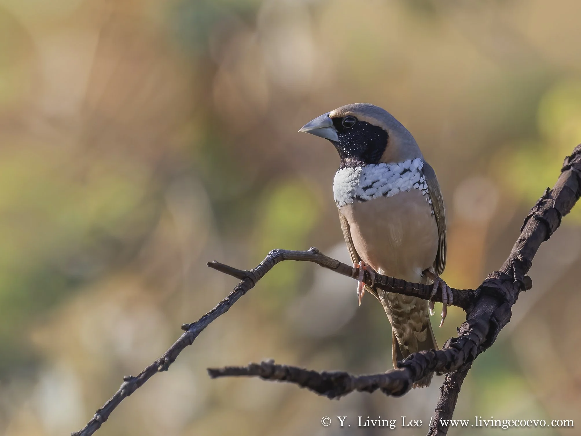 Pictorella munia (Heteromunia pectoralis) @ WA, Halls Creek