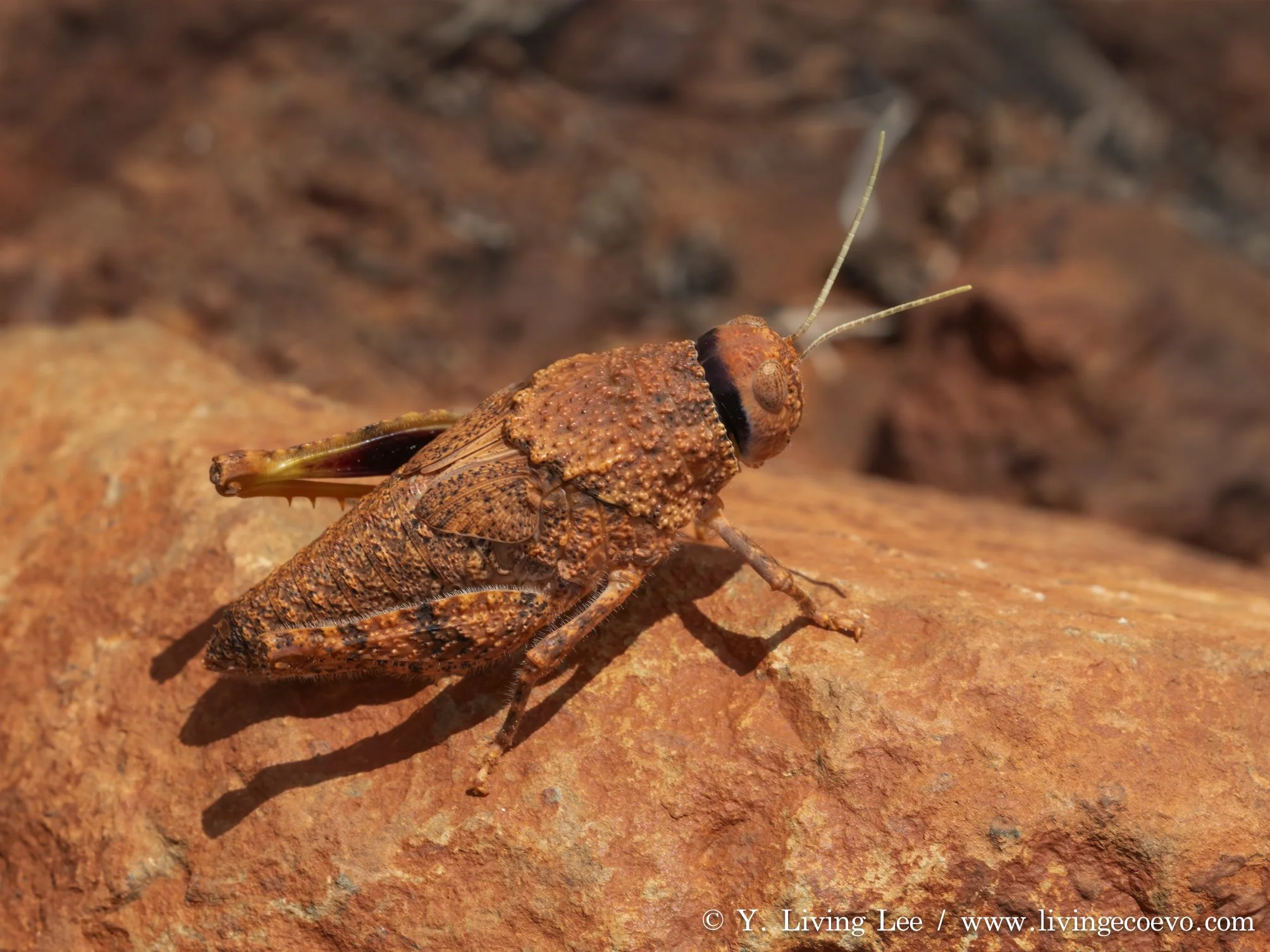 Common toadhopper (Buforania crassa) @ NT, Kata Tjuta