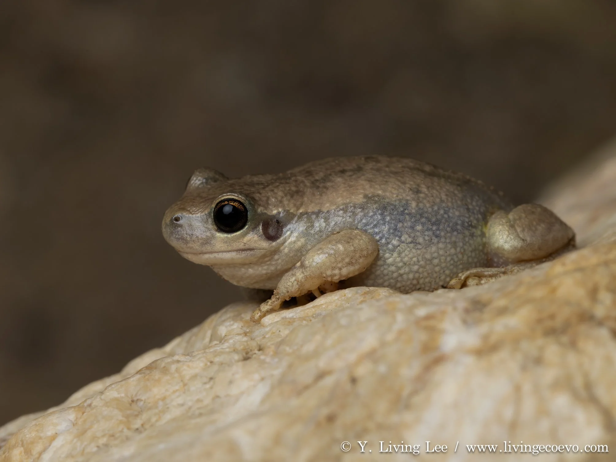 Desert tree frog (Litoria rubella) @ NT, Simpsons Gap
