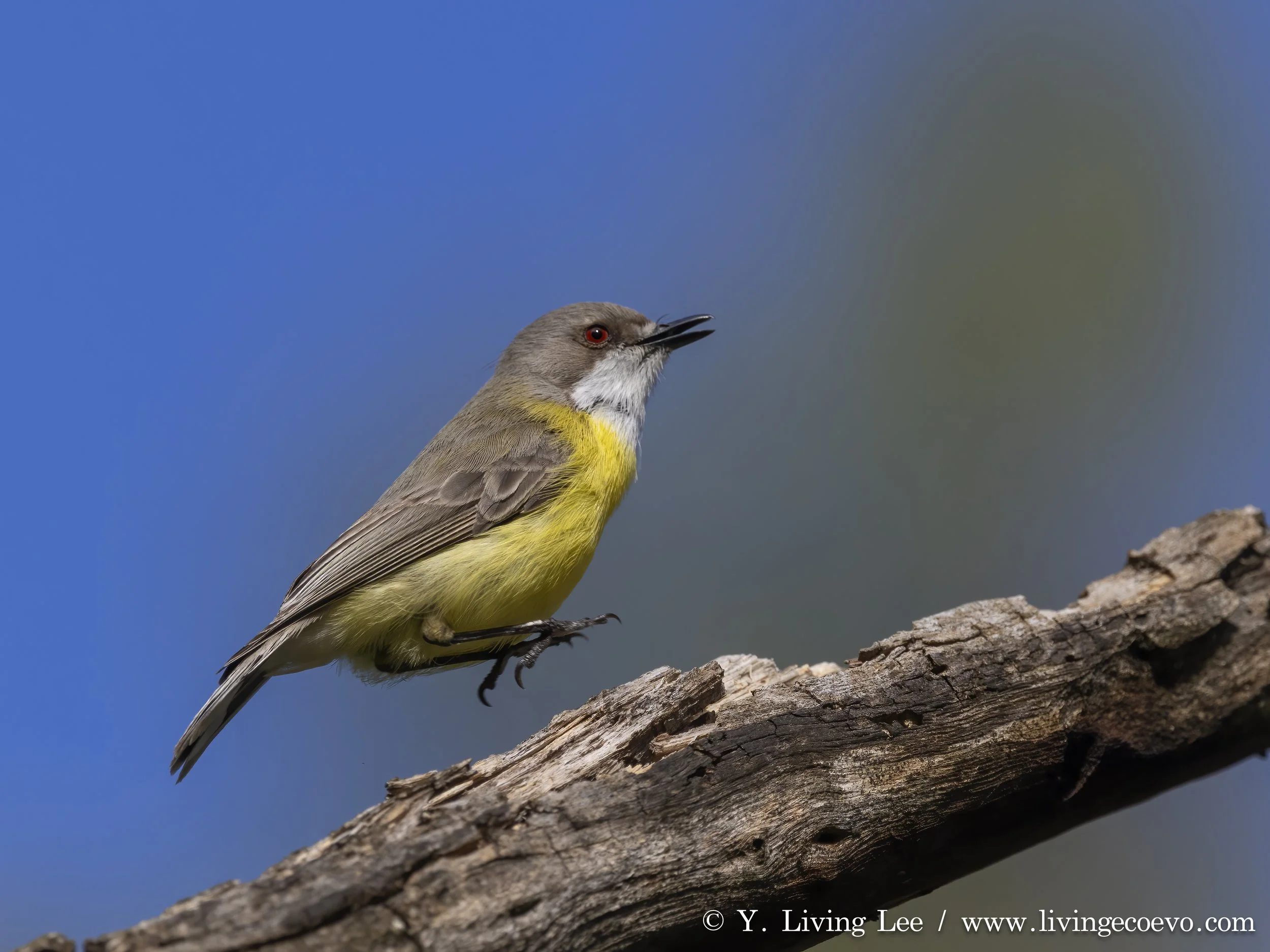 White-throated gerygone (Gerygone olivacea) levitating! @ NSW, Warrumbungle