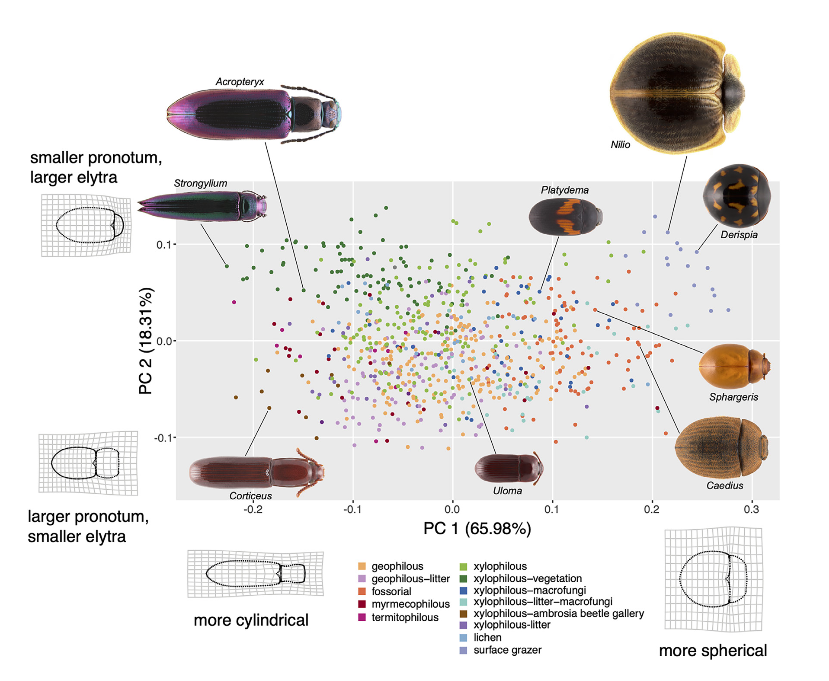 A scatter plot of beetle species with illustrations and labels of different beetles around the graph, showing variation in shape and size, with color-coded legend indicating habitat and morphological traits.