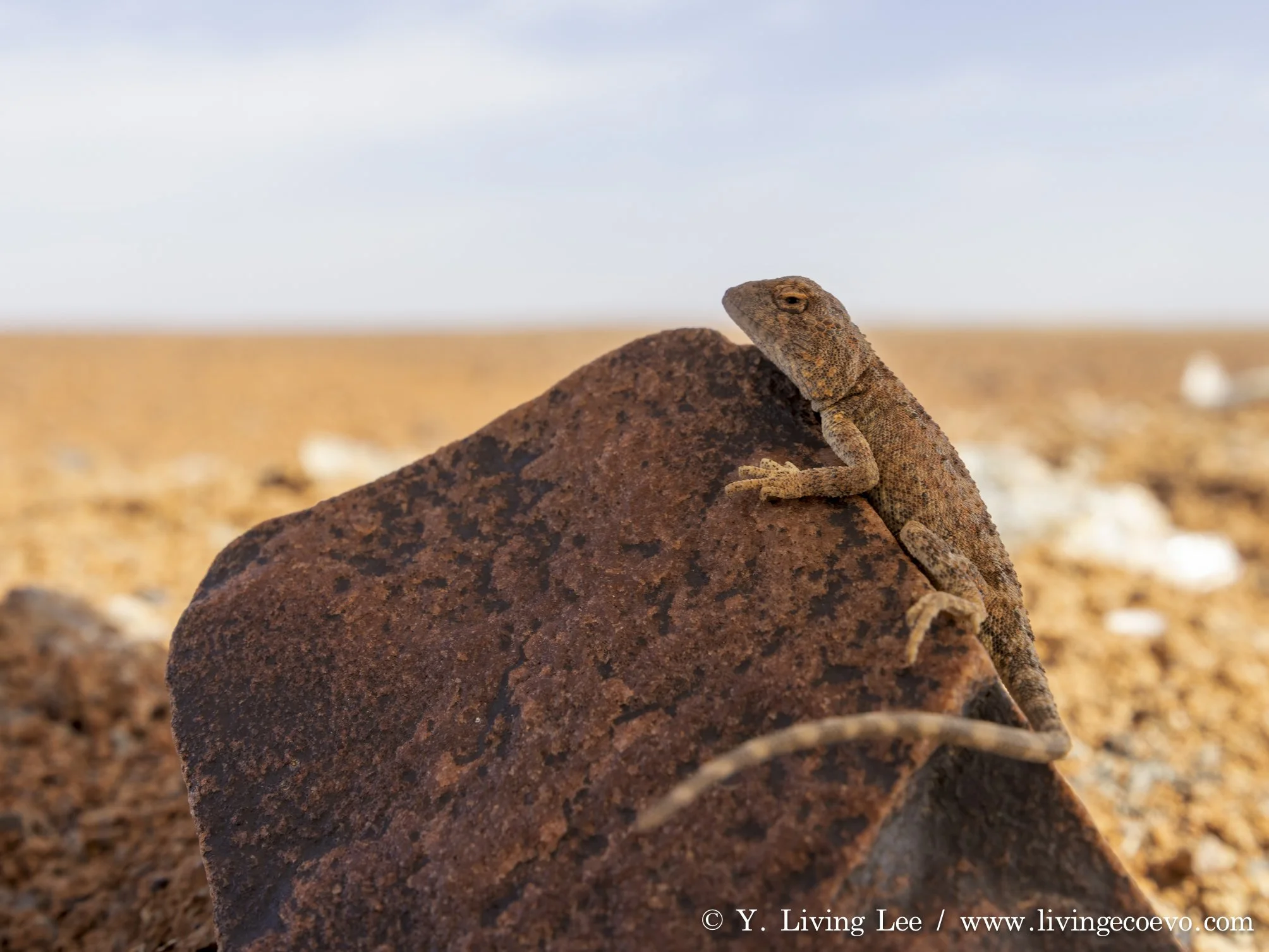 Eyrean earless dragon (Tympanocryptis tetraporophora) @ SA, Coober Pedy