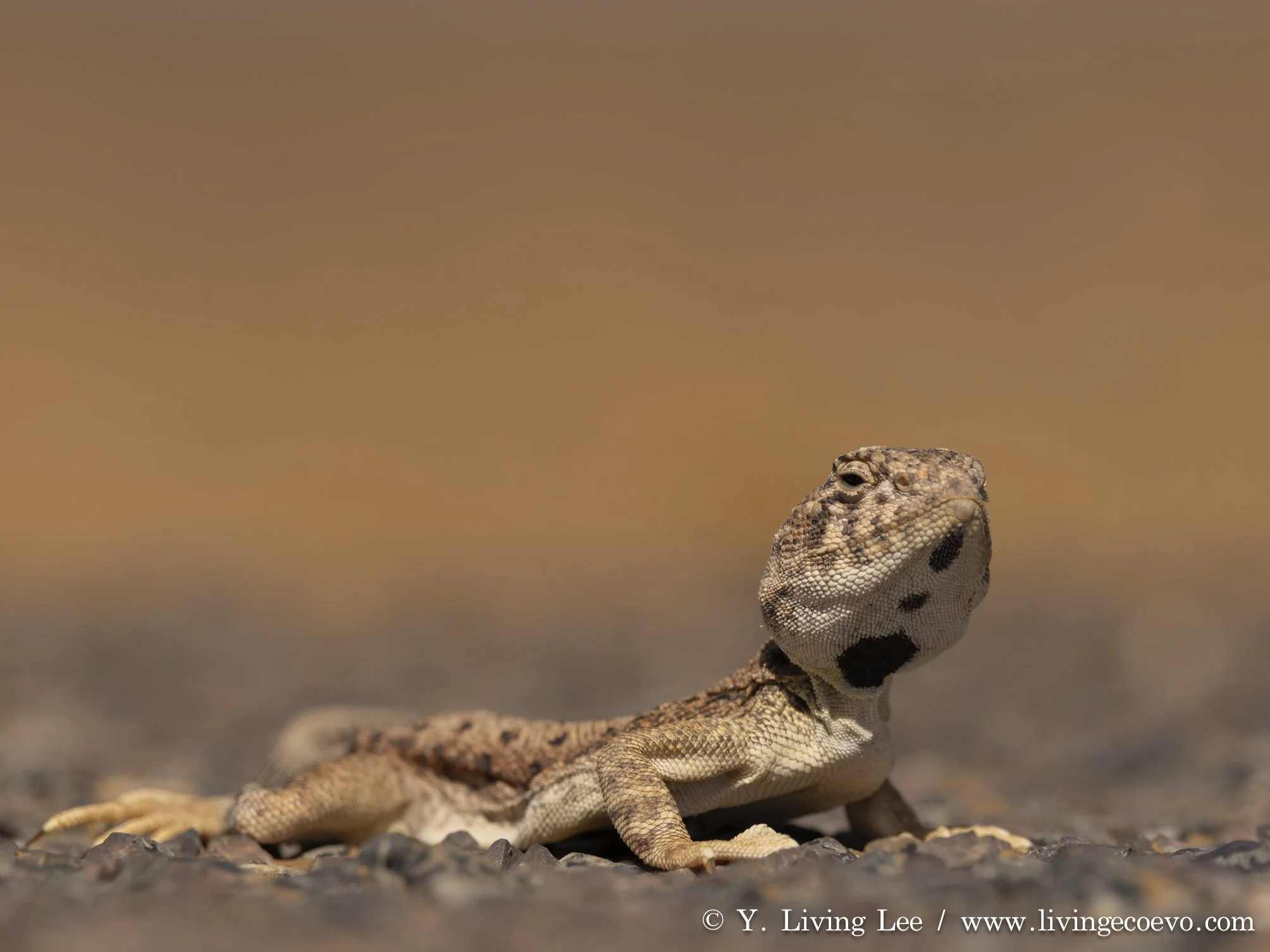 Gibber dragon (Ctenophorus gibba) @ SA, Coober Pedy; Had never seen a lizard that runs faster than this fellow when disturbed!
