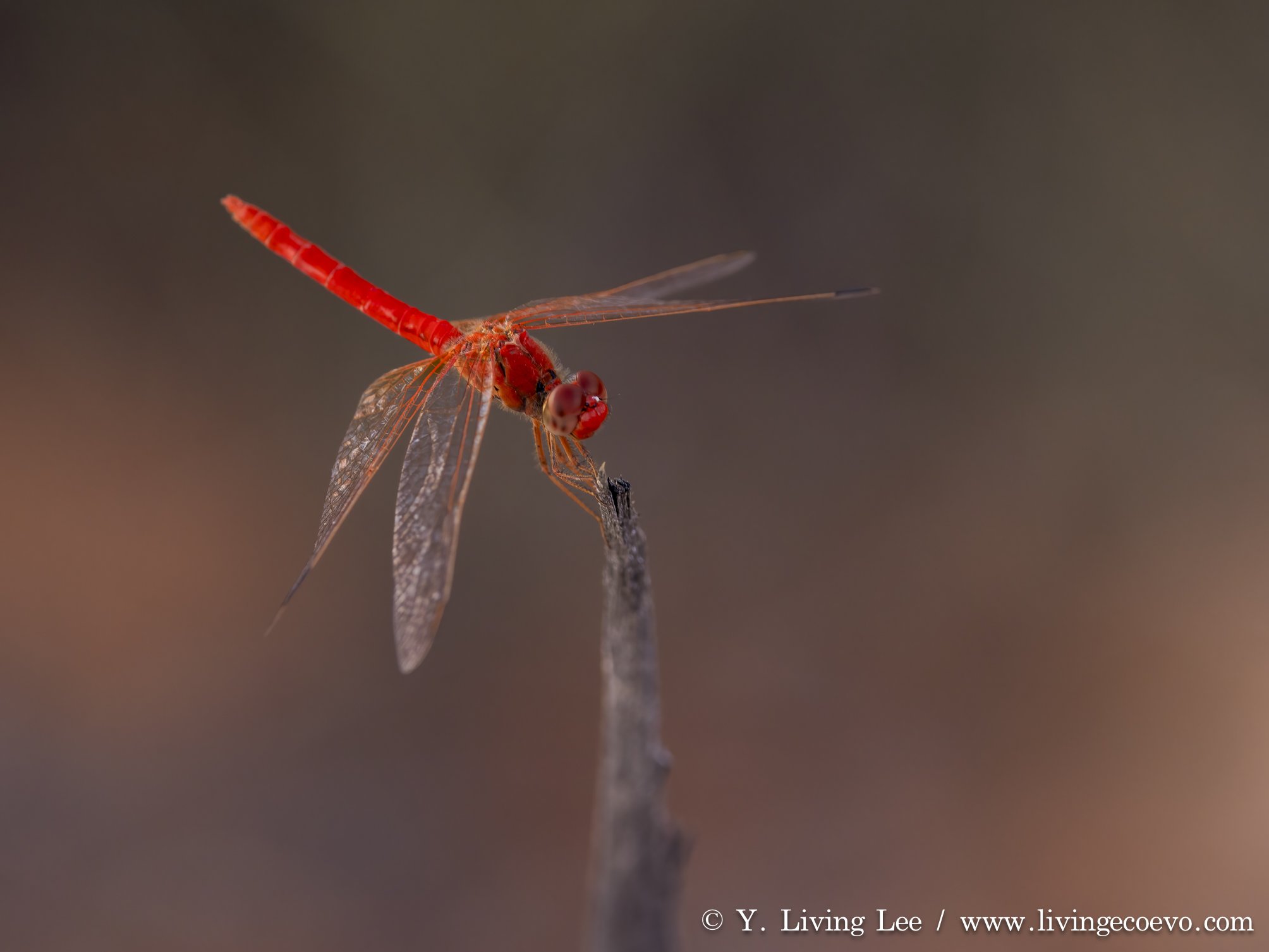 A crimson dragonfly, landed on a twig, in a land of seemingly no water. @ NT, West MacDonnell Range, Ormiston Gorge, Ormiston pound walk