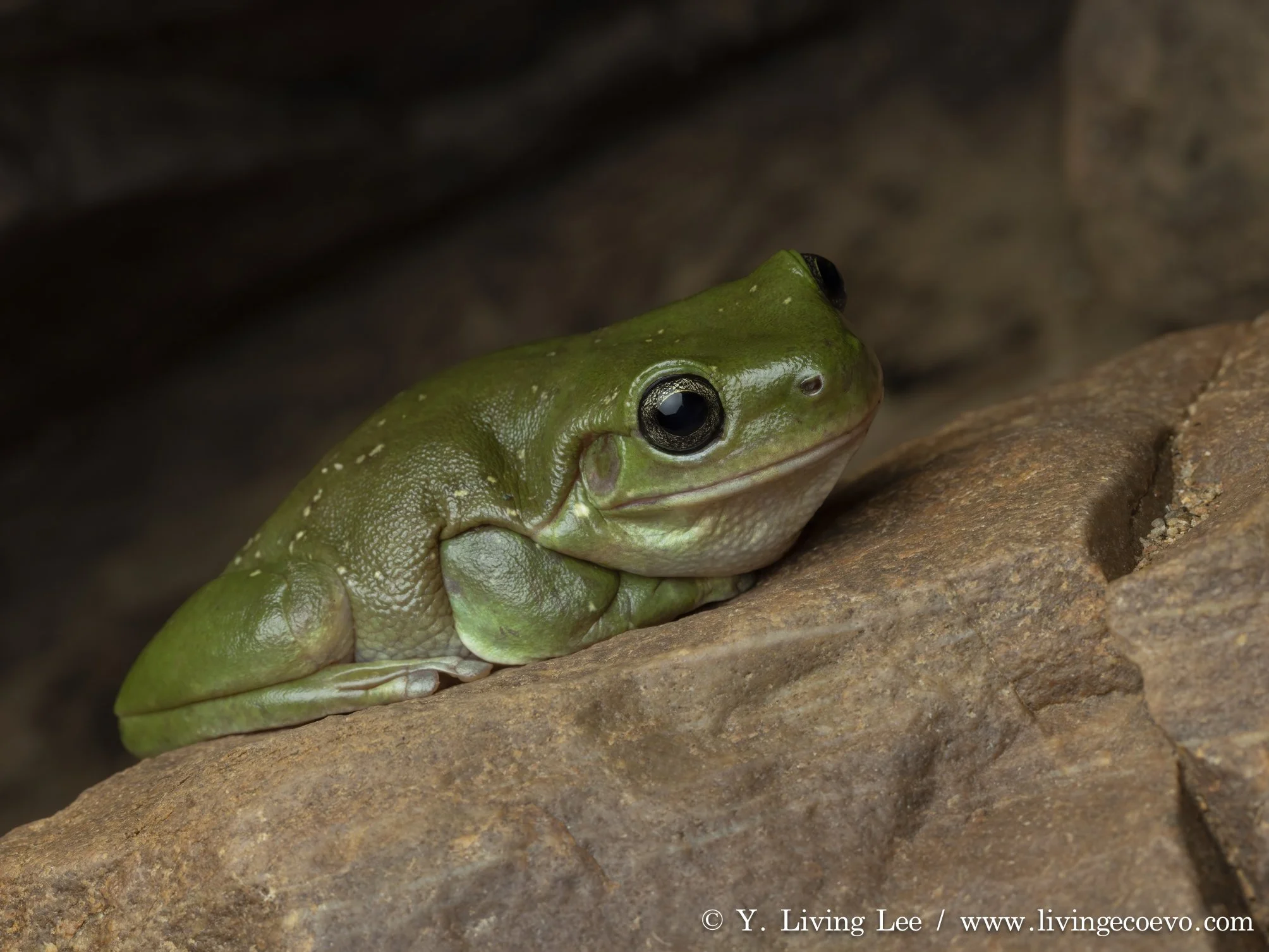 Centralian green tree frog (Ranoidea gilleni) @ NT, Simpsons Gap
