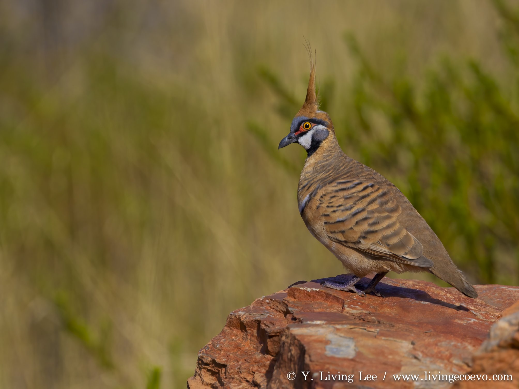 Spinifex pigeon (Geophaps plumifera) @ NT, West MacDonnell Range, Ormiston Gorge, Ormiston pound walk