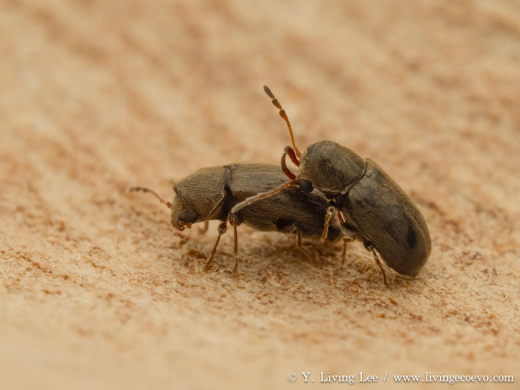 Ptinidae (Ozognathus cornutus) @ WA, Jiri Lochman's palace
