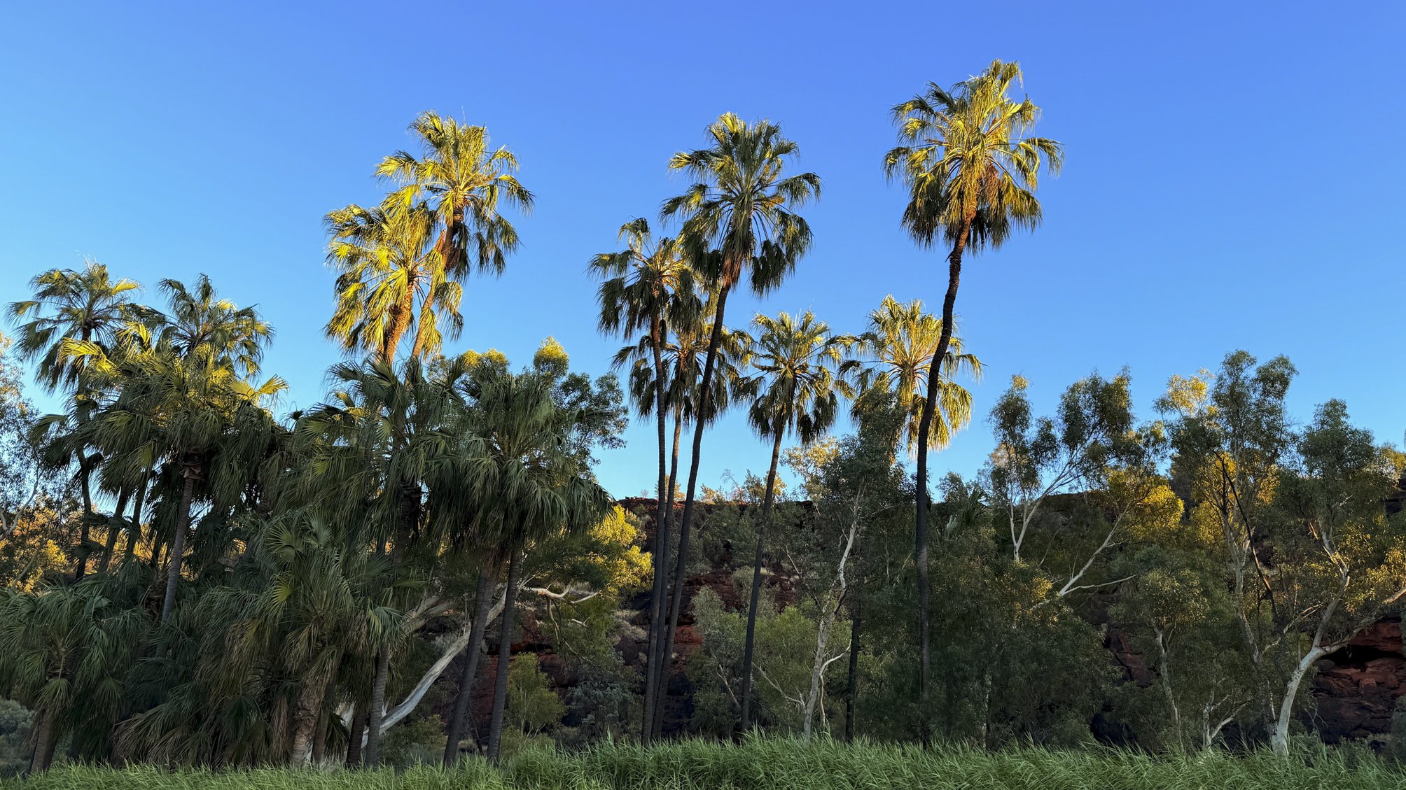 Red-cabbage palm (Livistona mariae) @ NT, Palm valley