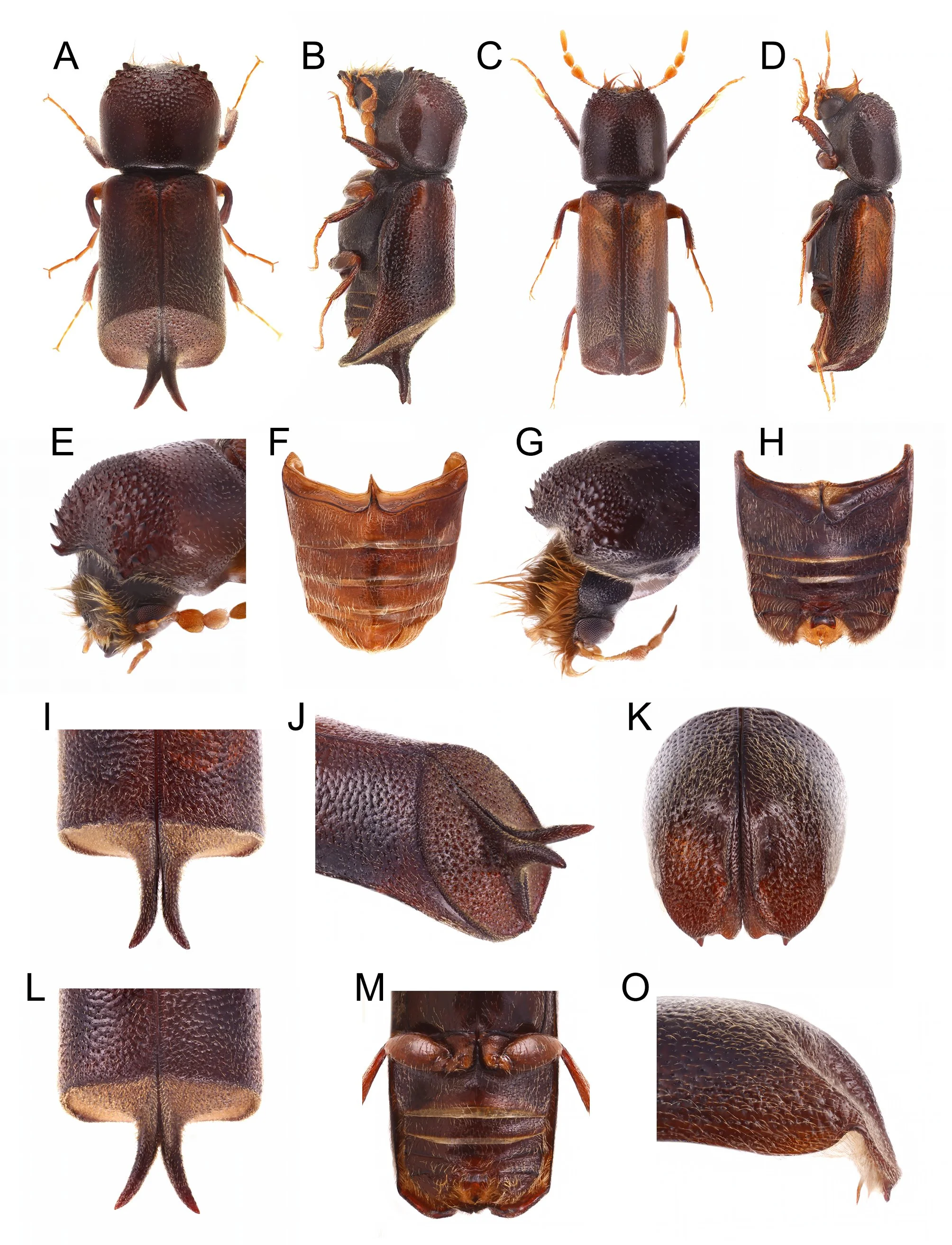 Sedimentary of different beetle body parts and heads, labeled from A to O, showing dorsal, lateral, and ventral views.